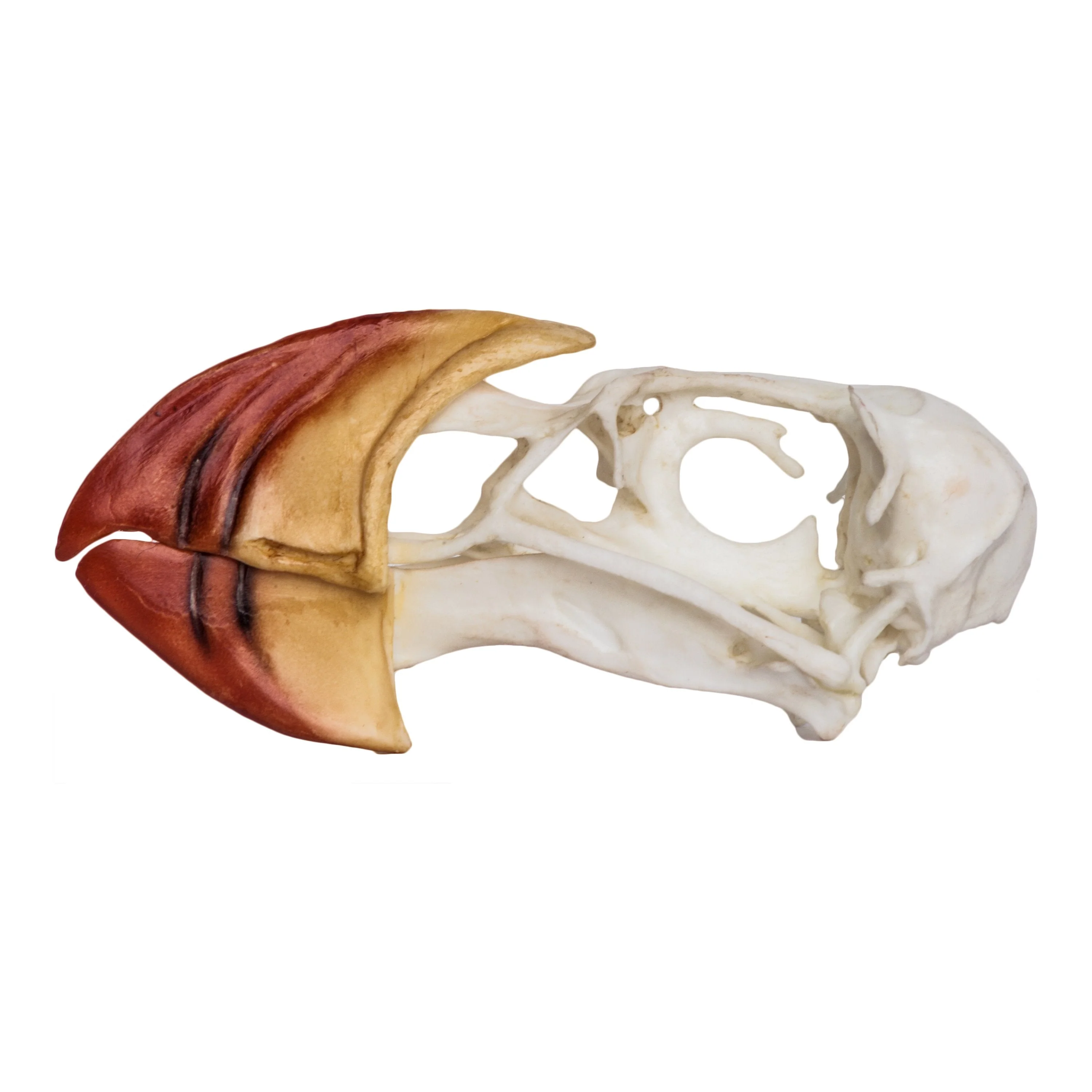 Replica Horned Puffin Skull - Image 4