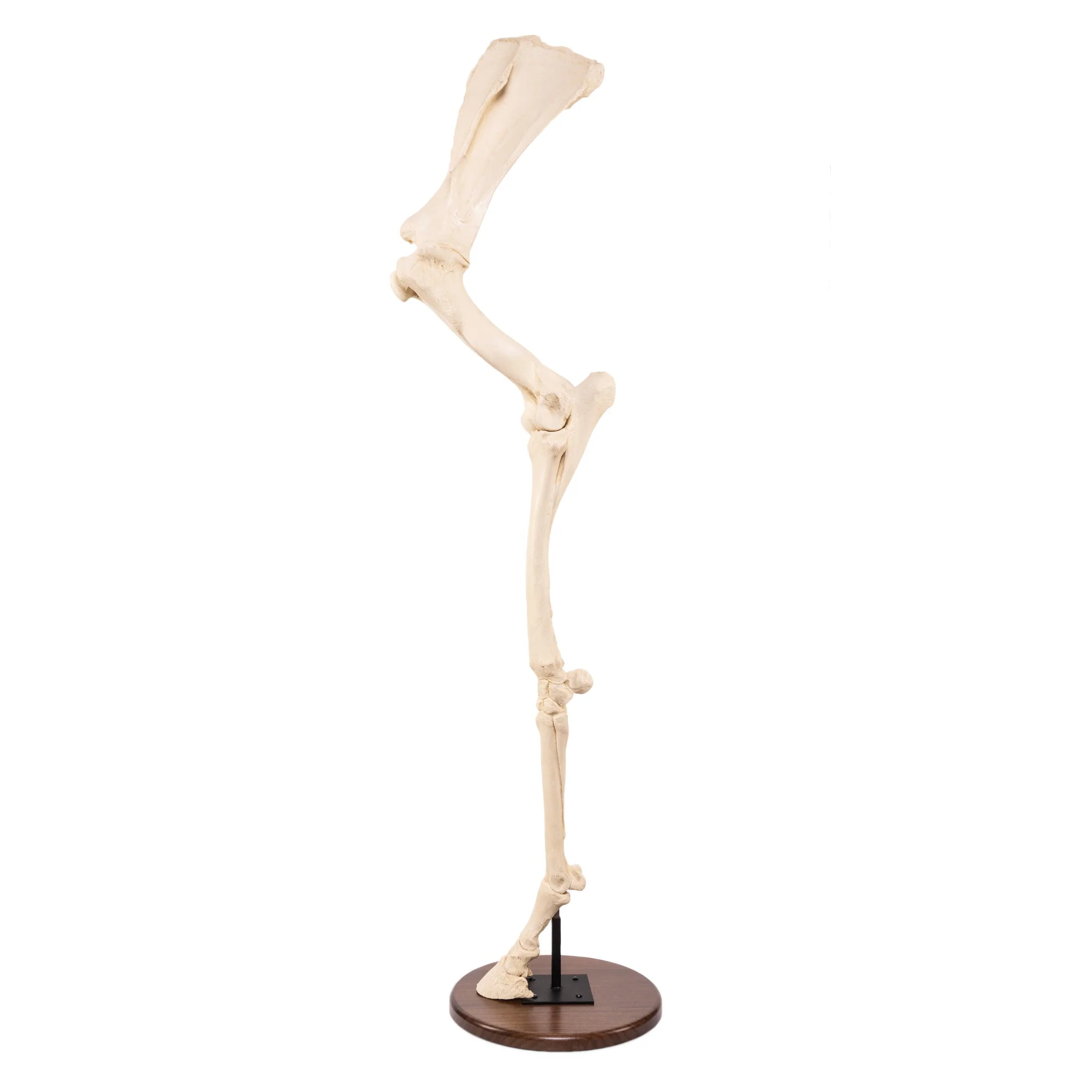 Replica Horse Forelimb - Image 3