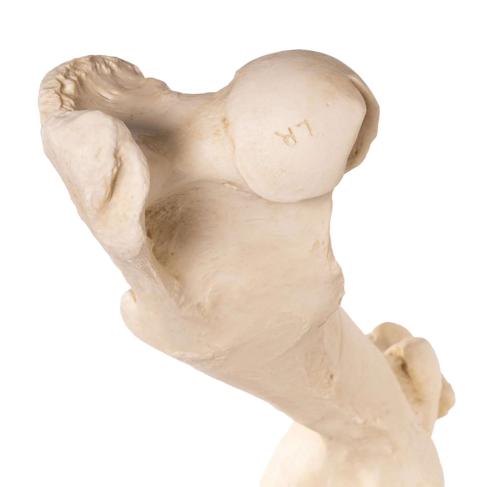 Replica Horse Hindlimb - Image 5