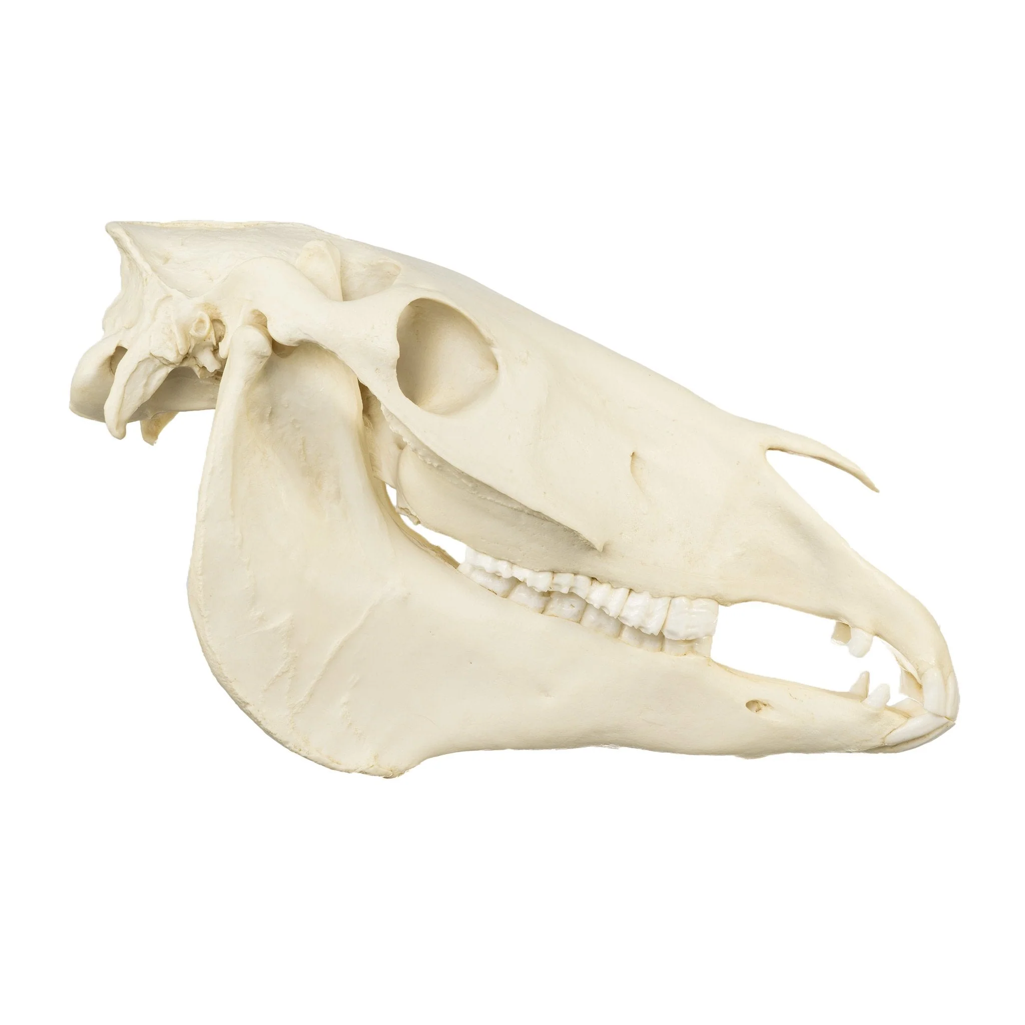 Replica Horse Skull - Image 2
