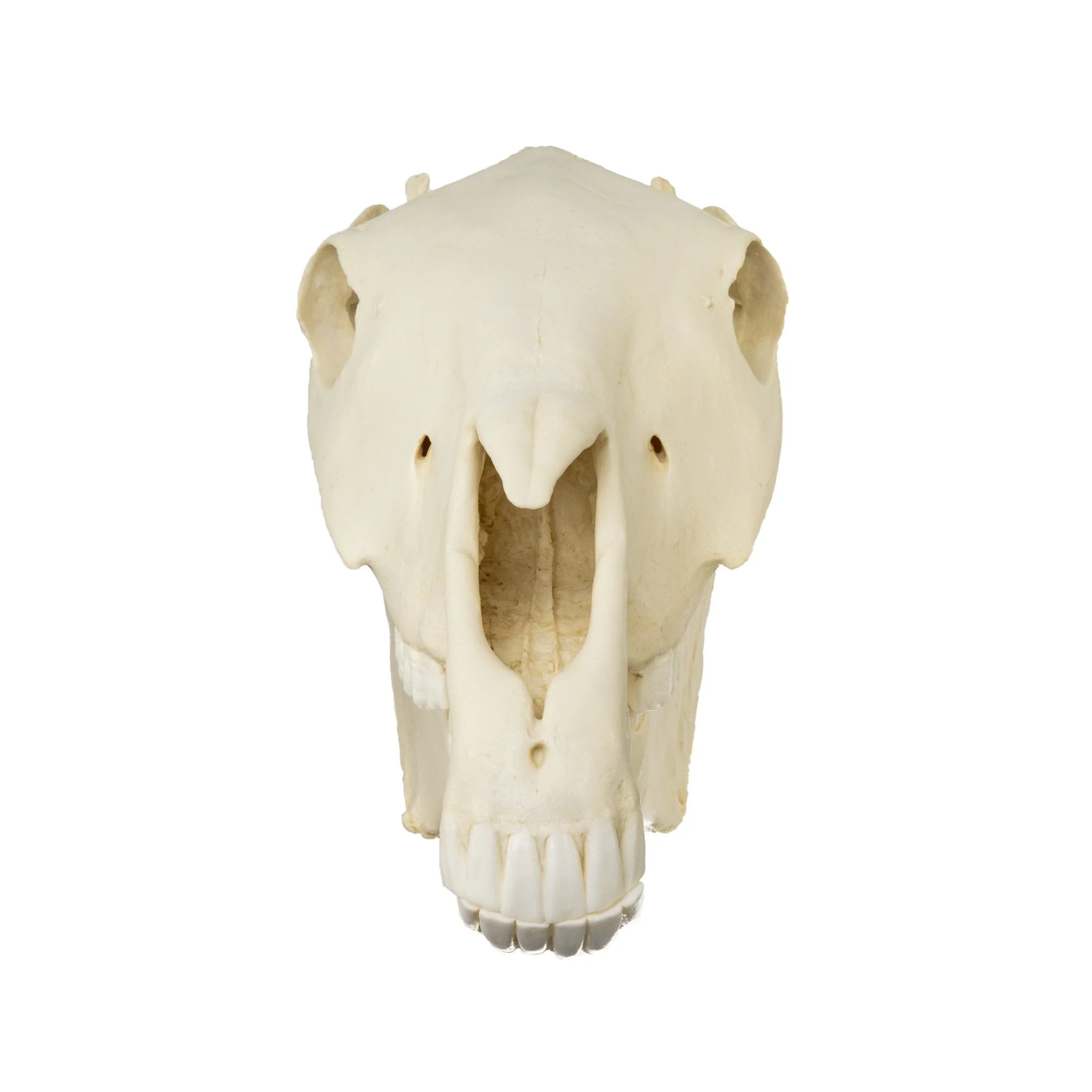 Replica Horse Skull - Image 3