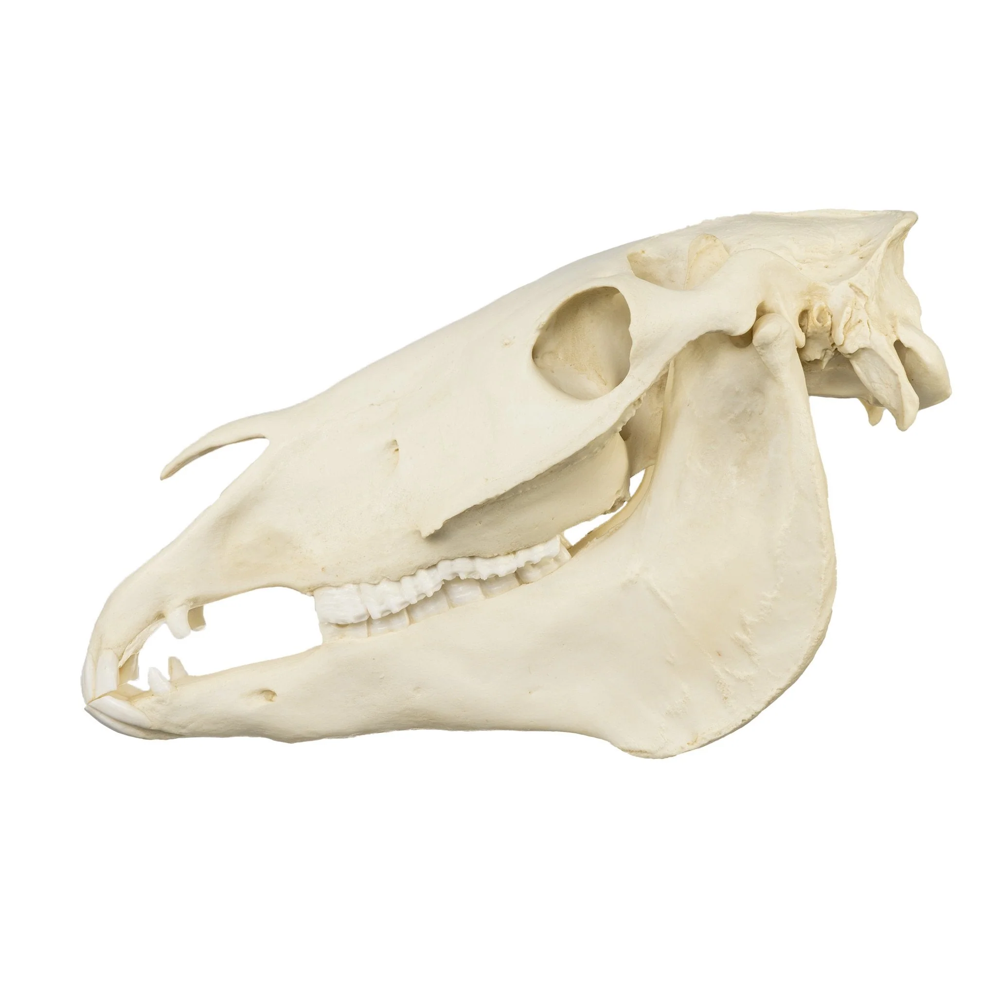 Replica Horse Skull - Image 4