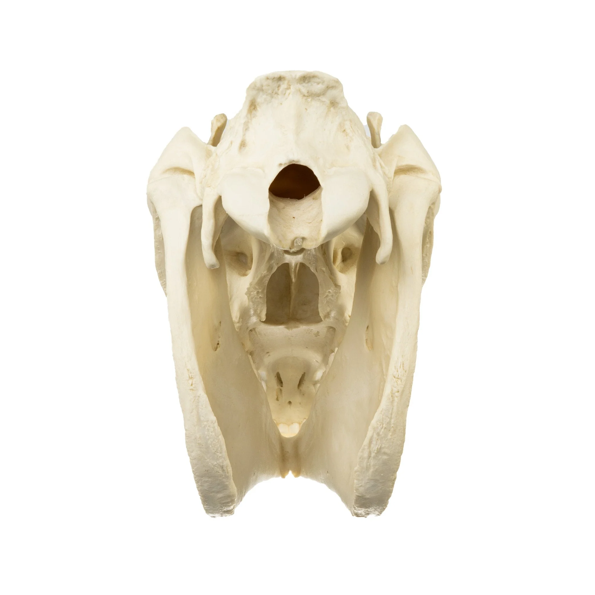 Replica Horse Skull - Image 5
