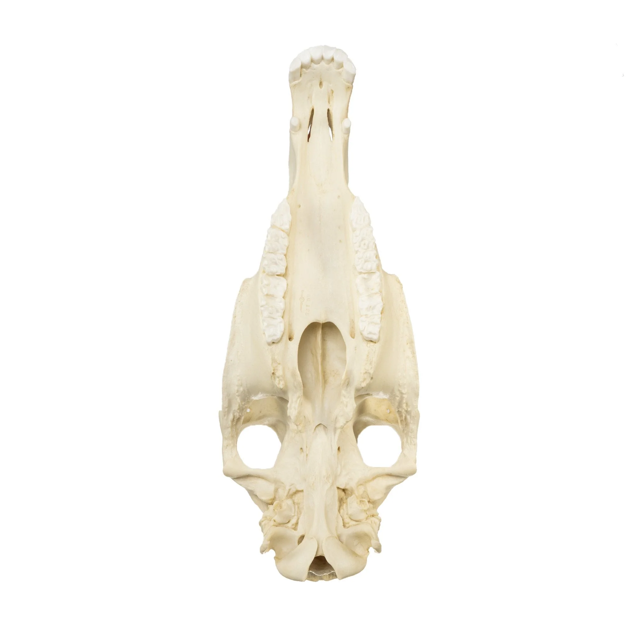 Replica Horse Skull - Image 6