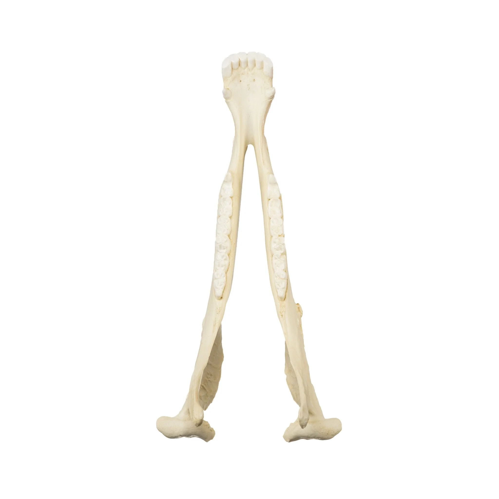Replica Horse Skull - Image 7