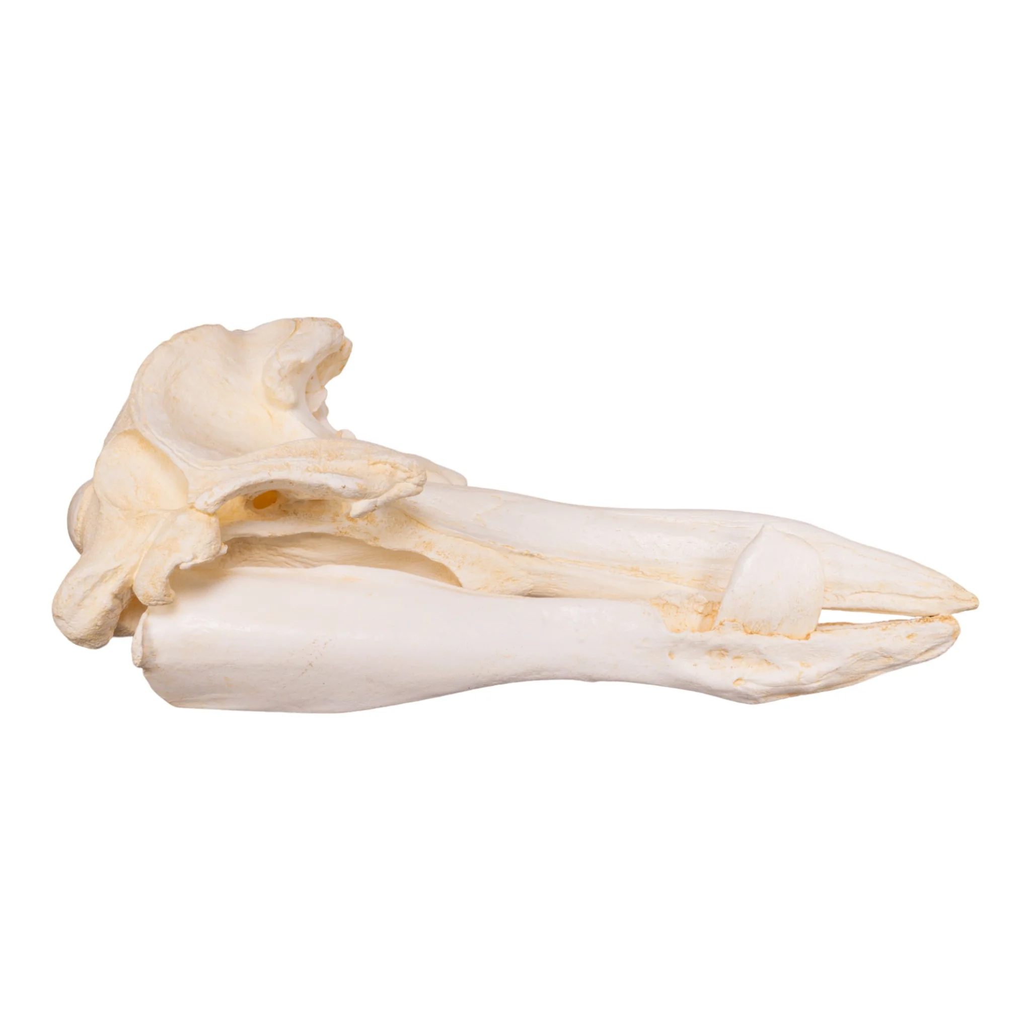 Replica Hubb's Beaked Whale Skull - Image 2
