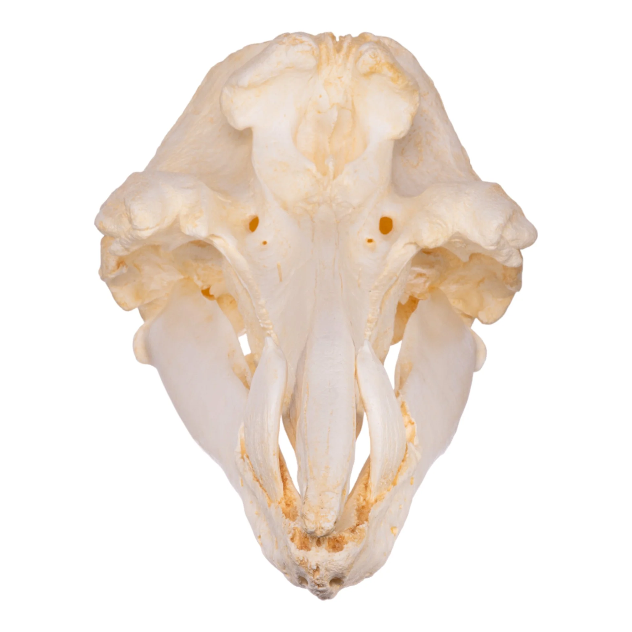 Replica Hubb's Beaked Whale Skull - Image 3