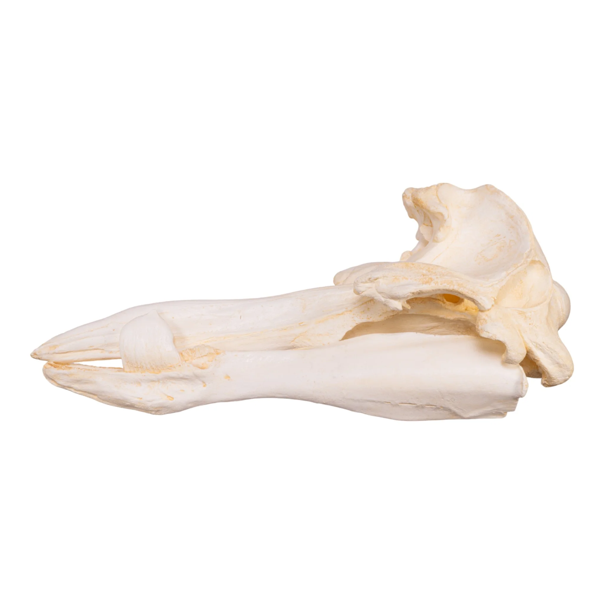 Replica Hubb's Beaked Whale Skull - Image 4