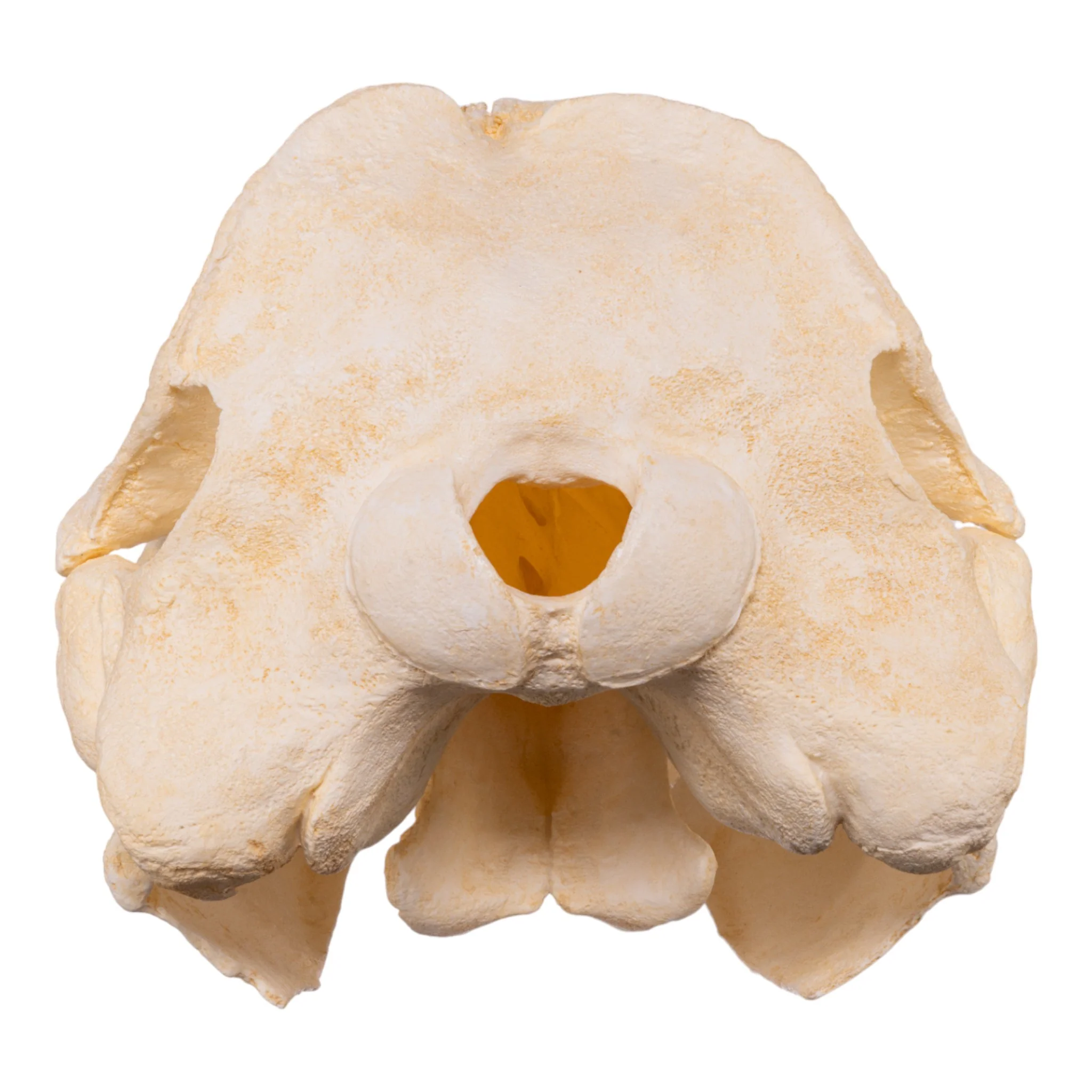 Replica Hubb's Beaked Whale Skull - Image 5