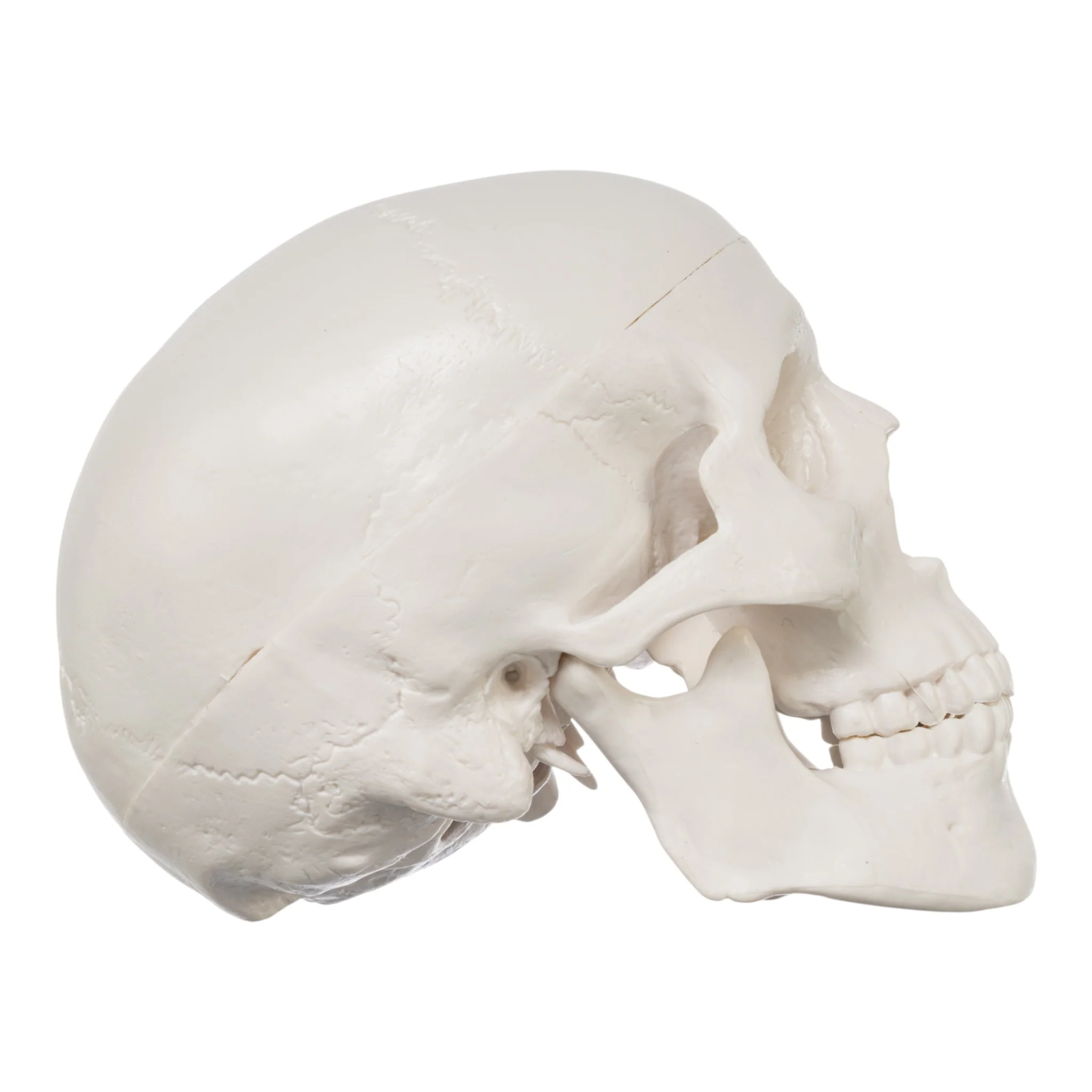 Replica Human 3-Part Miniature Skull - Economy - Image 2