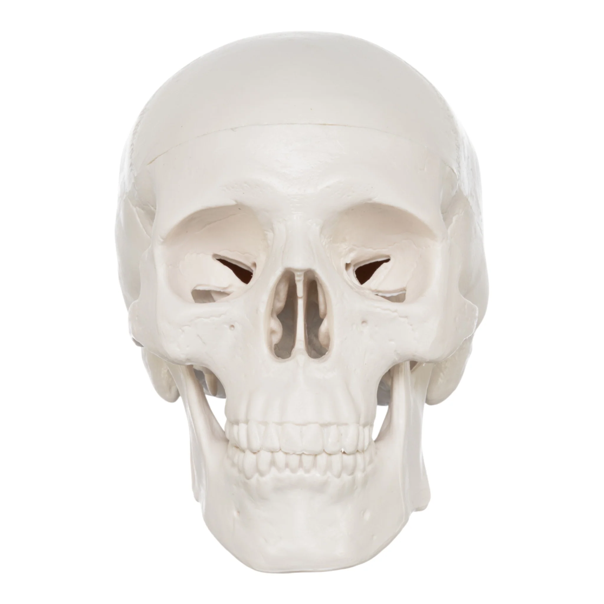 Replica Human 3-Part Miniature Skull - Economy - Image 3