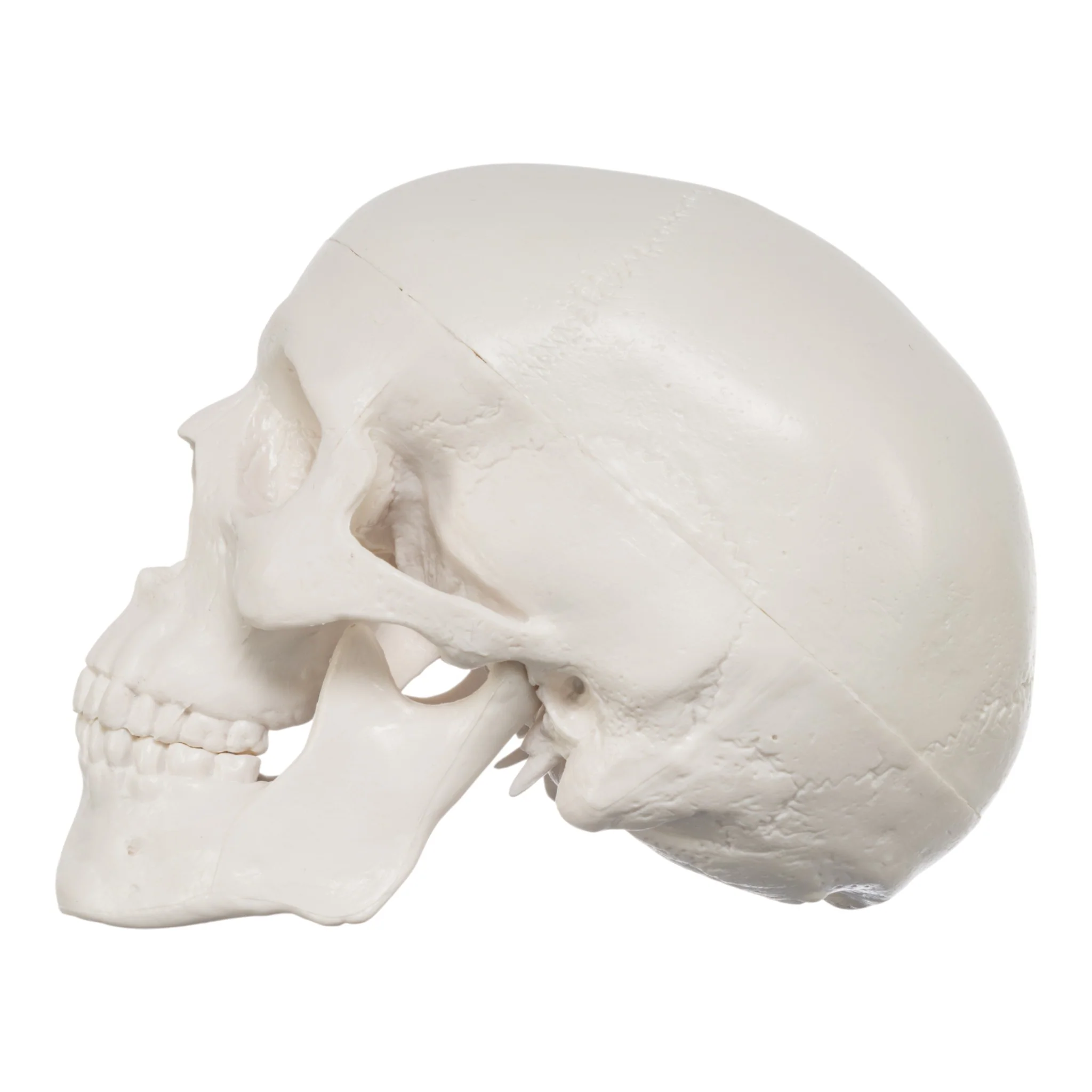 Replica Human 3-Part Miniature Skull - Economy - Image 4