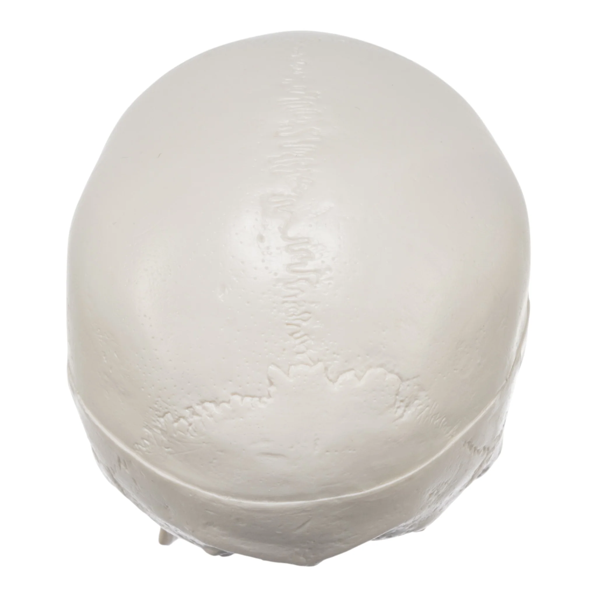 Replica Human 3-Part Miniature Skull - Economy - Image 5