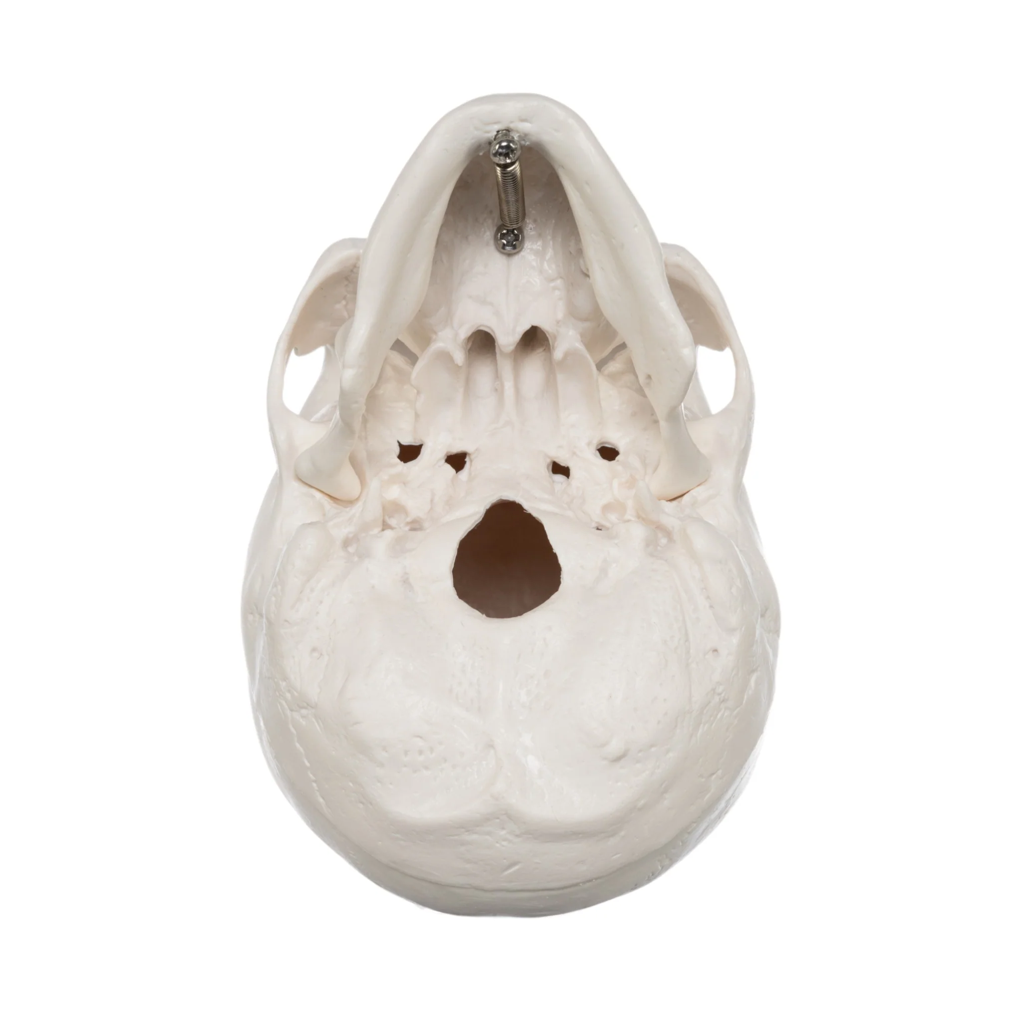 Replica Human 3-Part Miniature Skull - Economy - Image 6