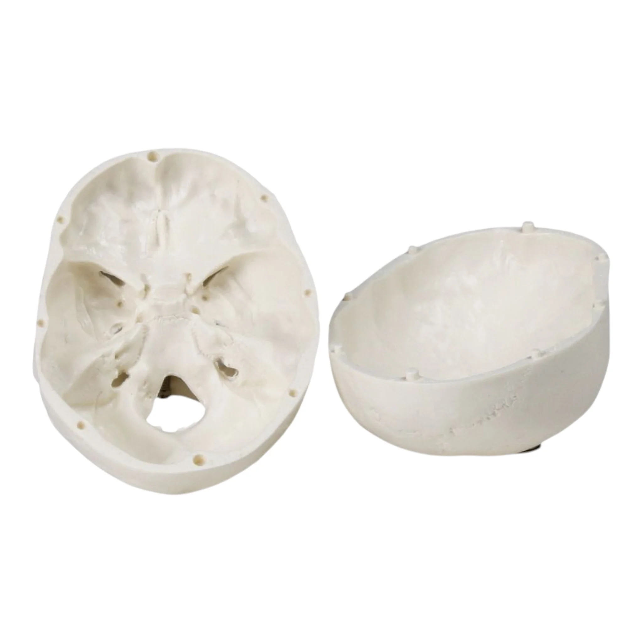 Replica Human 3-Part Miniature Skull - Economy - Image 7