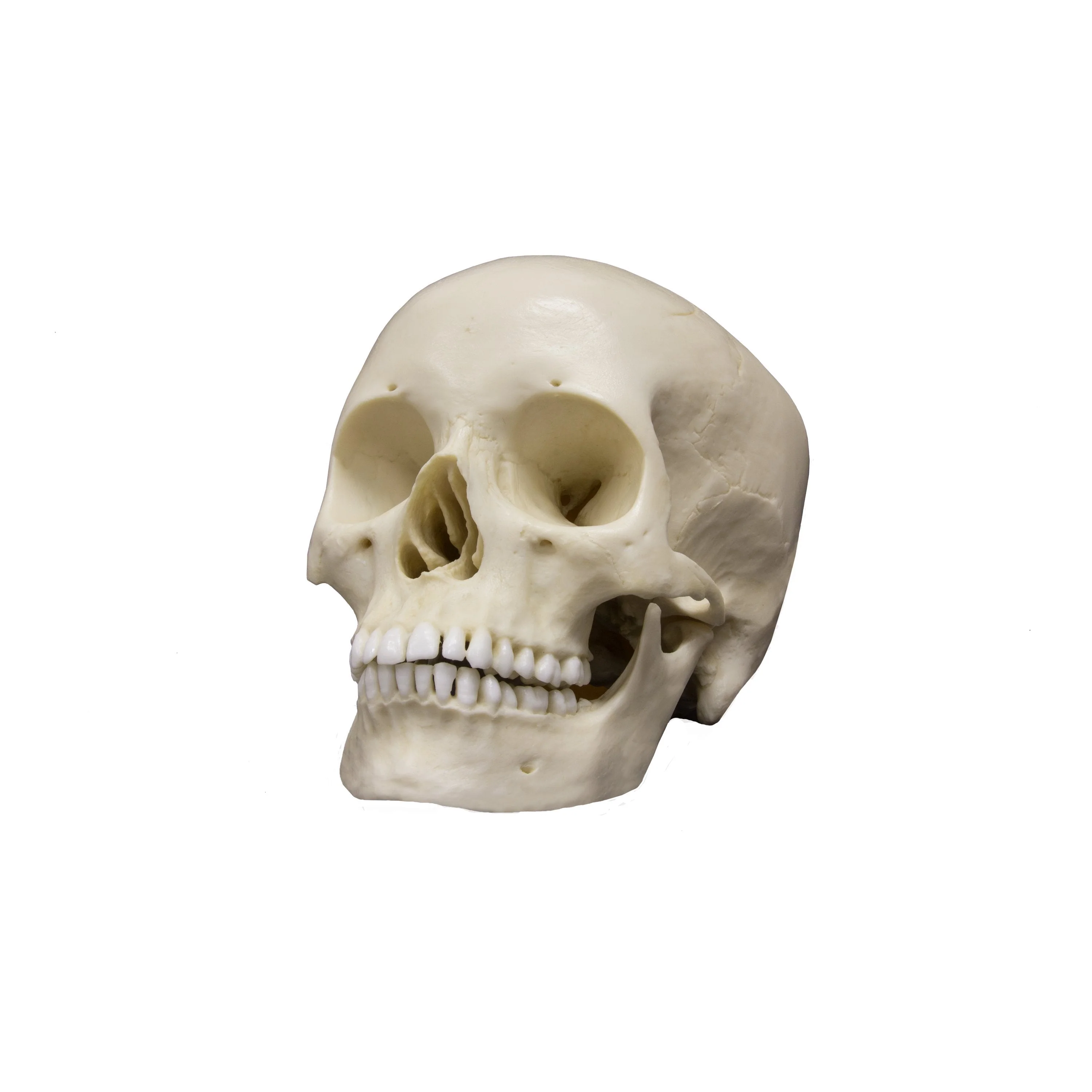 Replica Human Skull - Asian Female