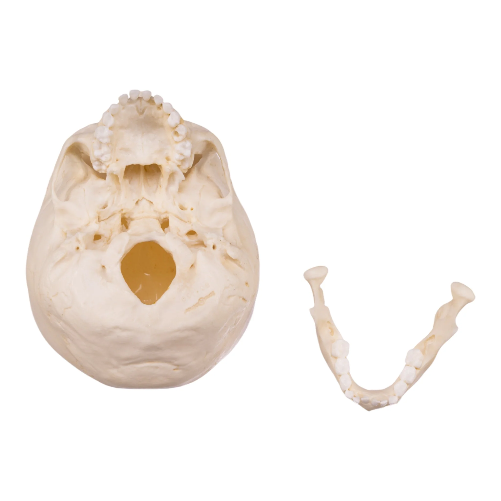 Replica Human Child Skeleton - 6-year-old - Image 7