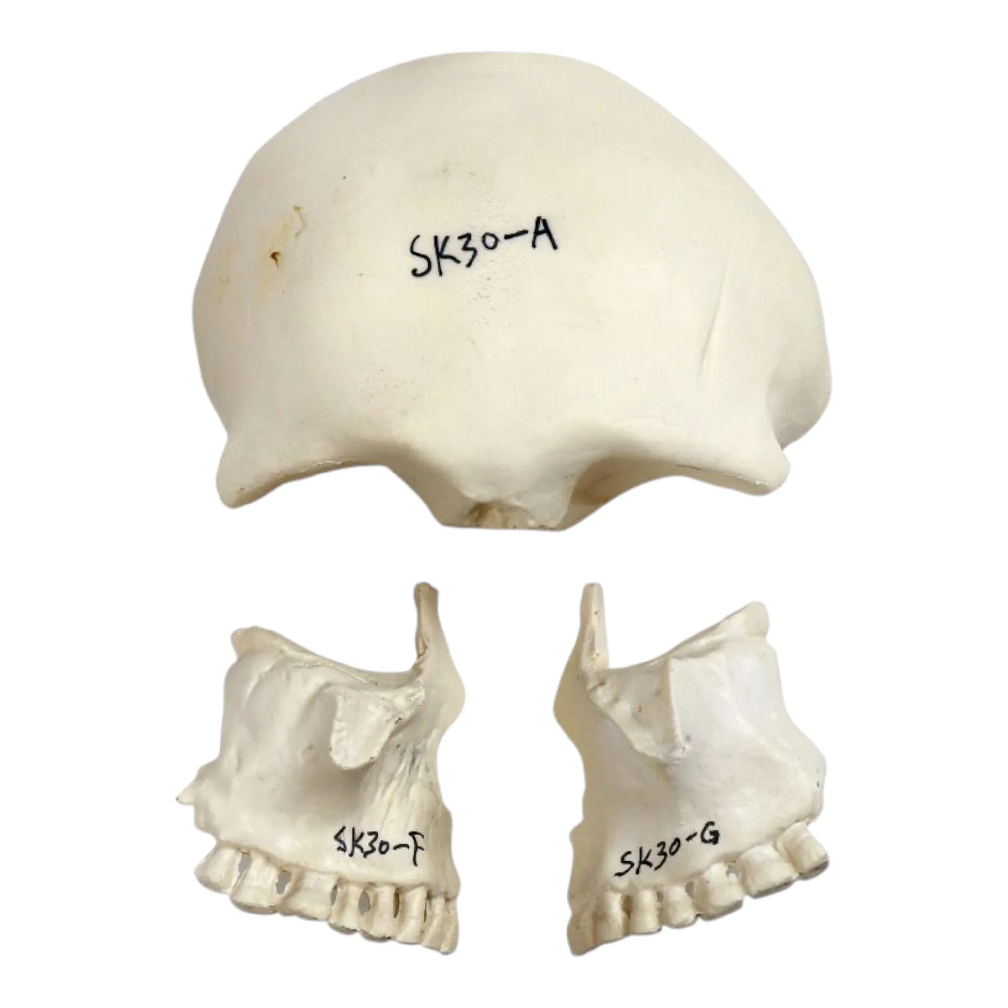 Replica Human 22-part Disarticulated Skull with Storage Box - Economy - Image 3