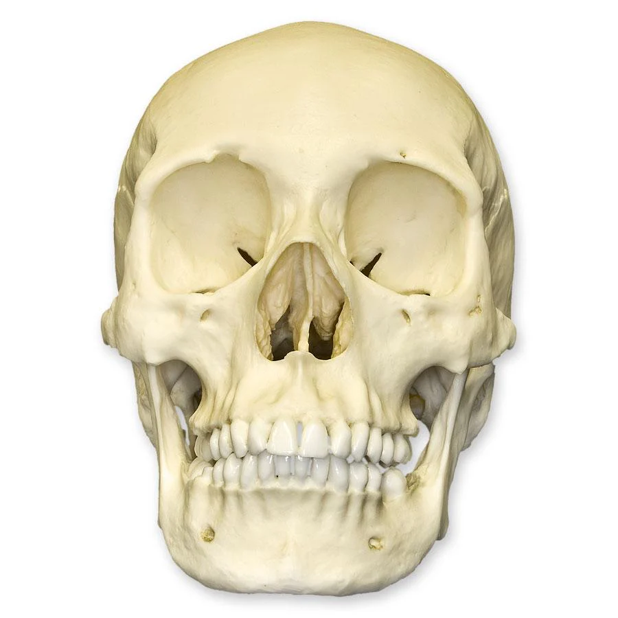 Replica Human Skull - African Female - Image 4