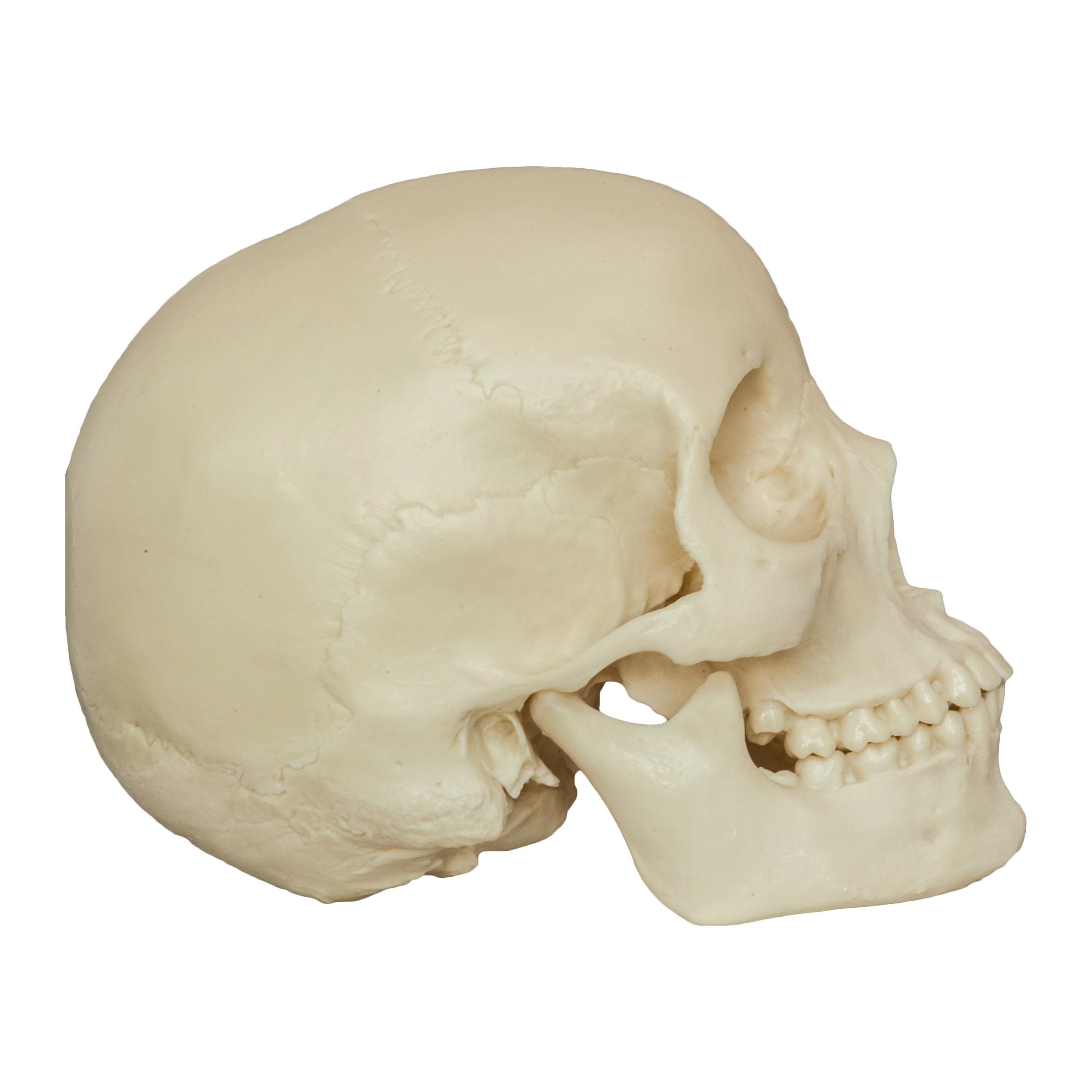 Replica Human Skull - Asian Female (Economy) - Image 2