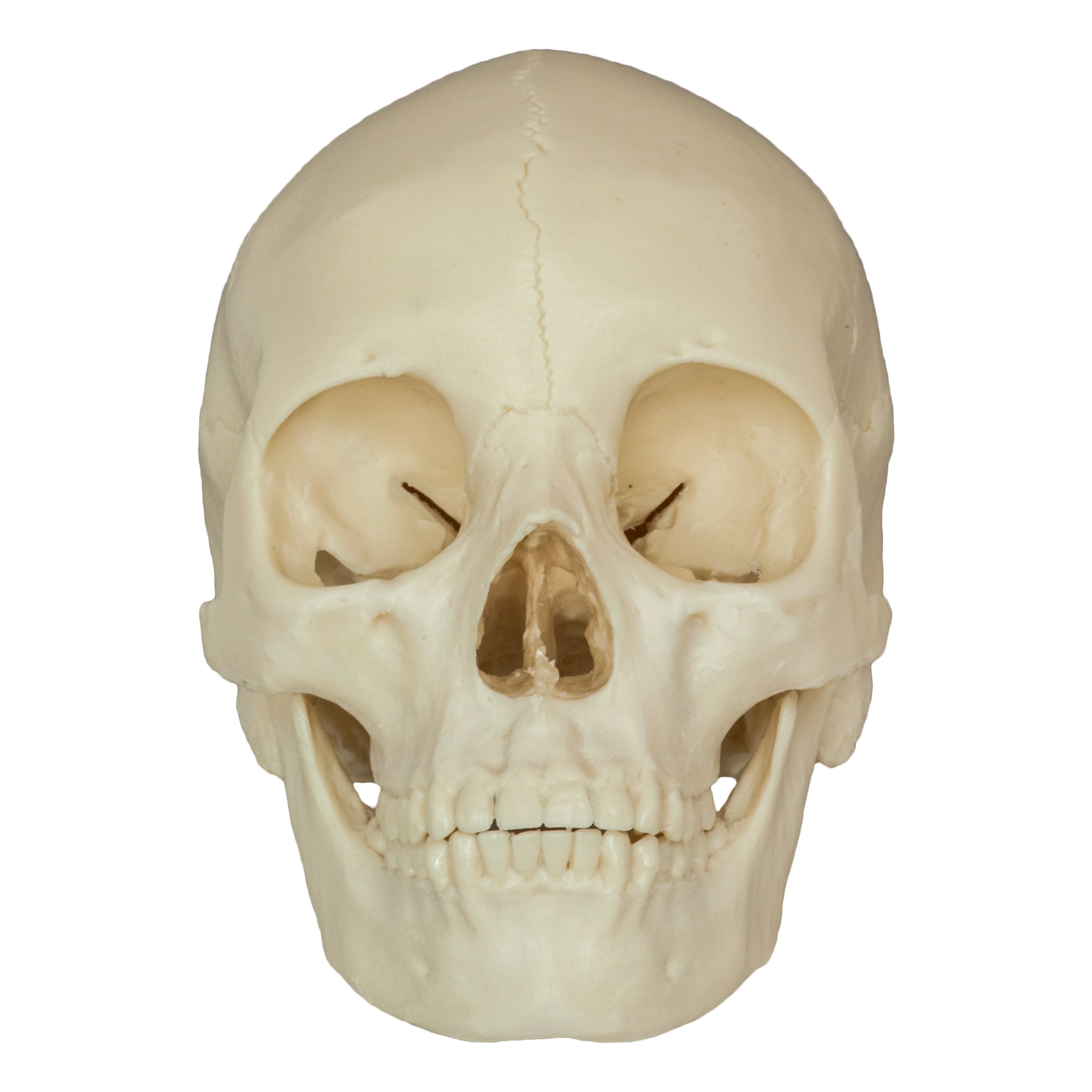 Replica Human Skull - Asian Female (Economy) - Image 3