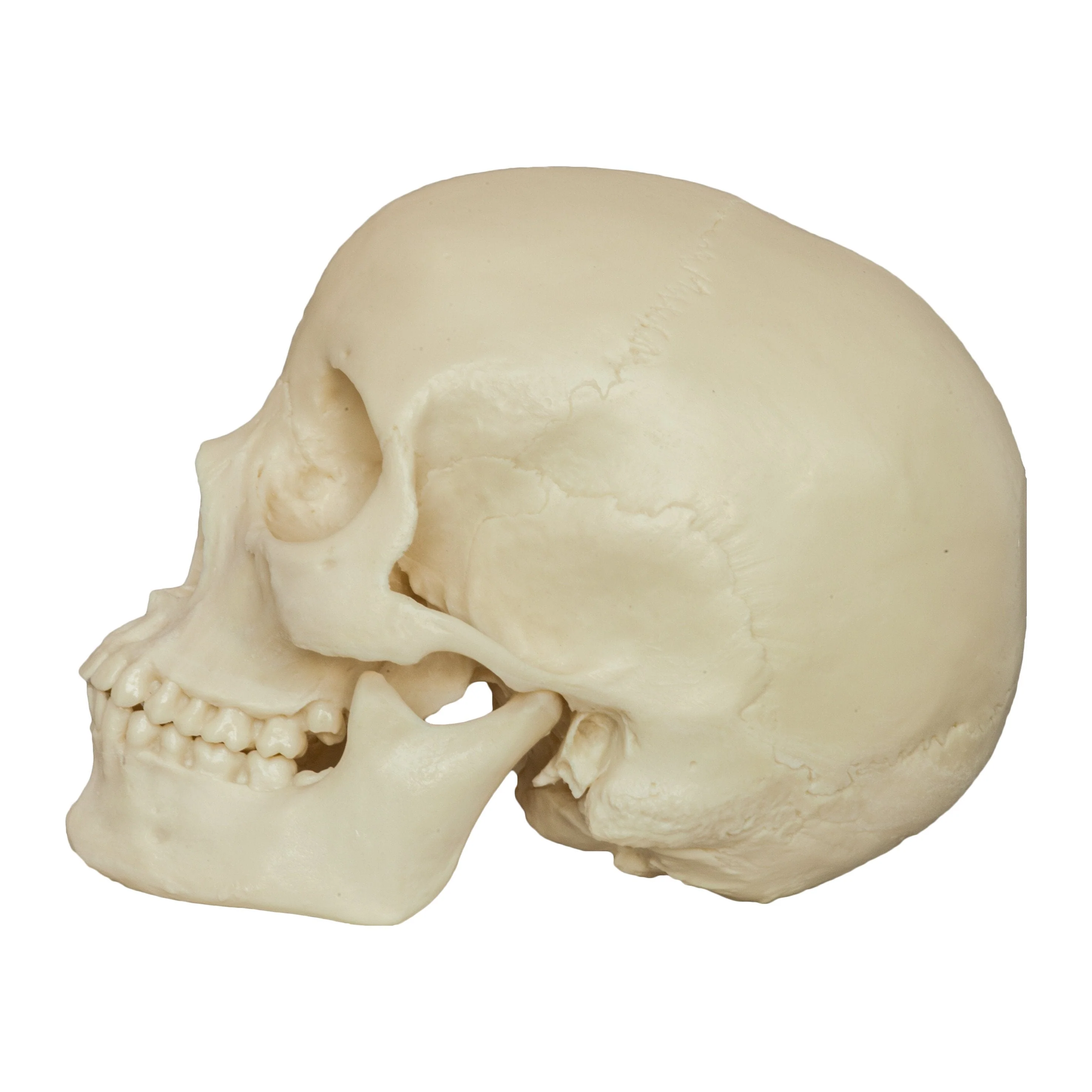 Replica Human Skull - Asian Female (Economy) - Image 4