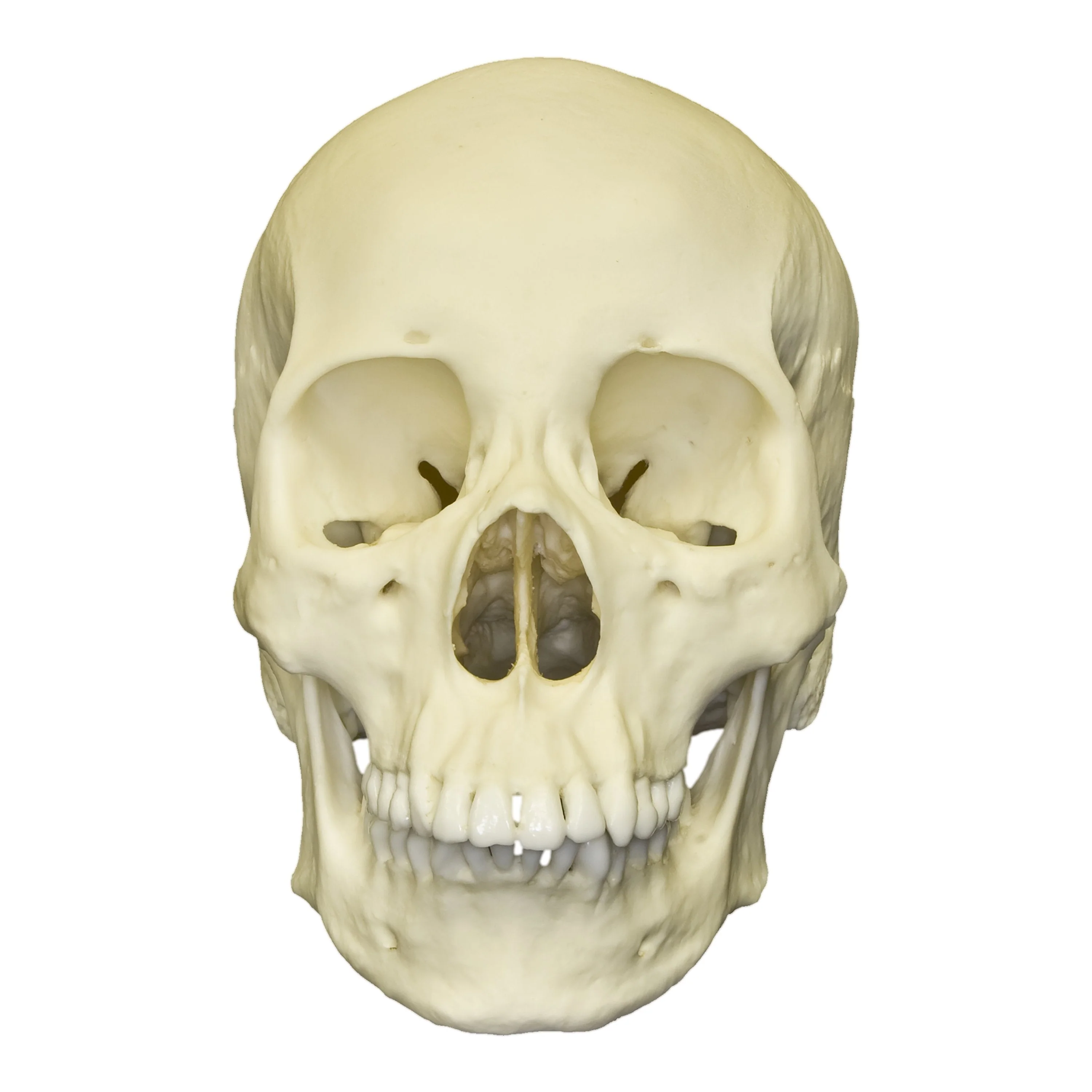 Replica Human Skull - Asian Female - Image 4