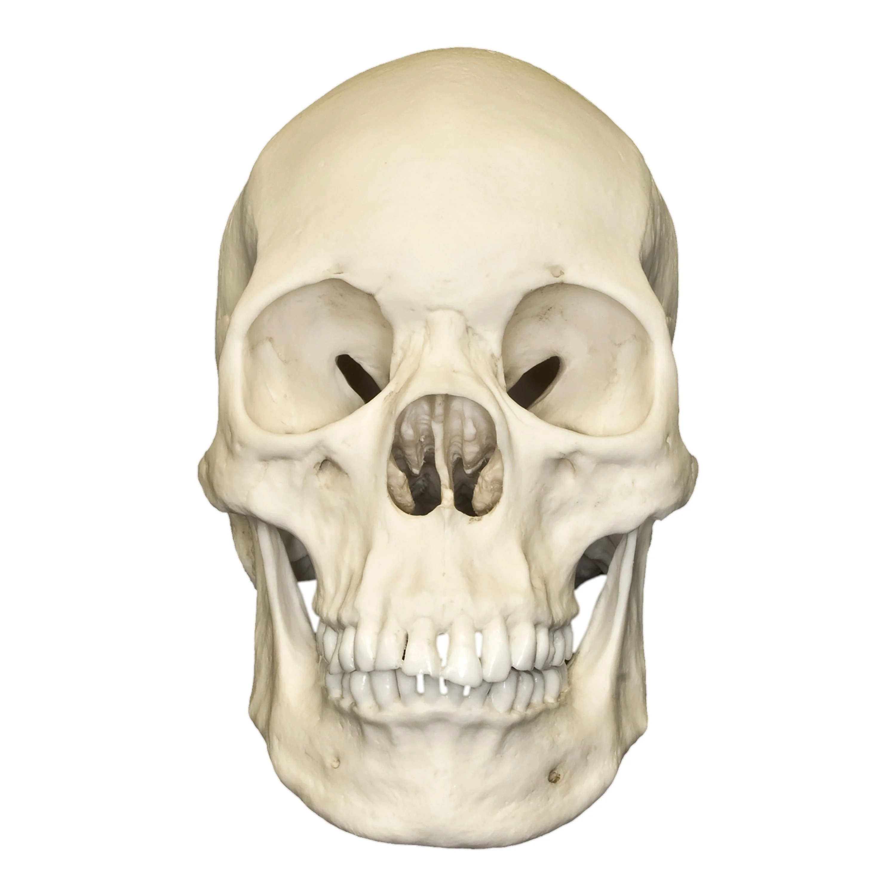 Replica Human Skull - Asian Female - Image 3