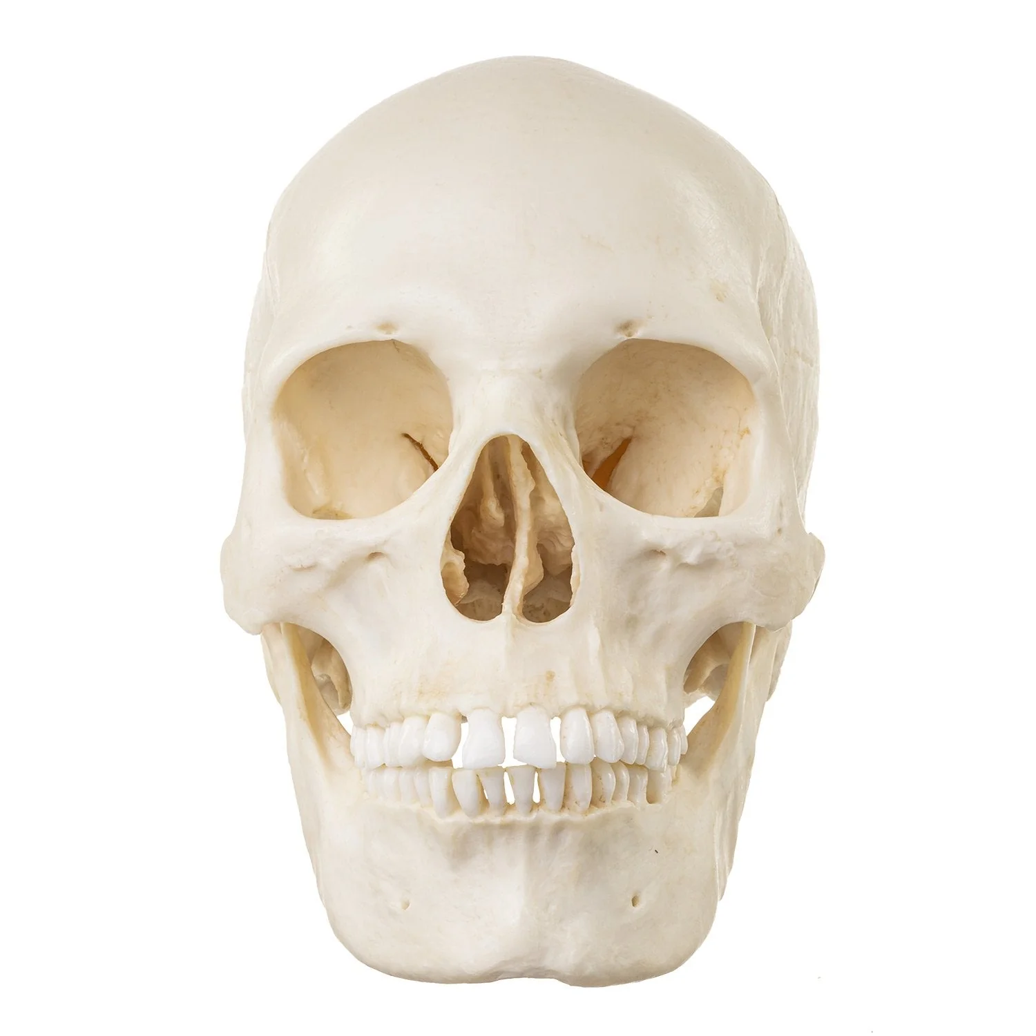 Replica Human Skull - European Female - Image 3