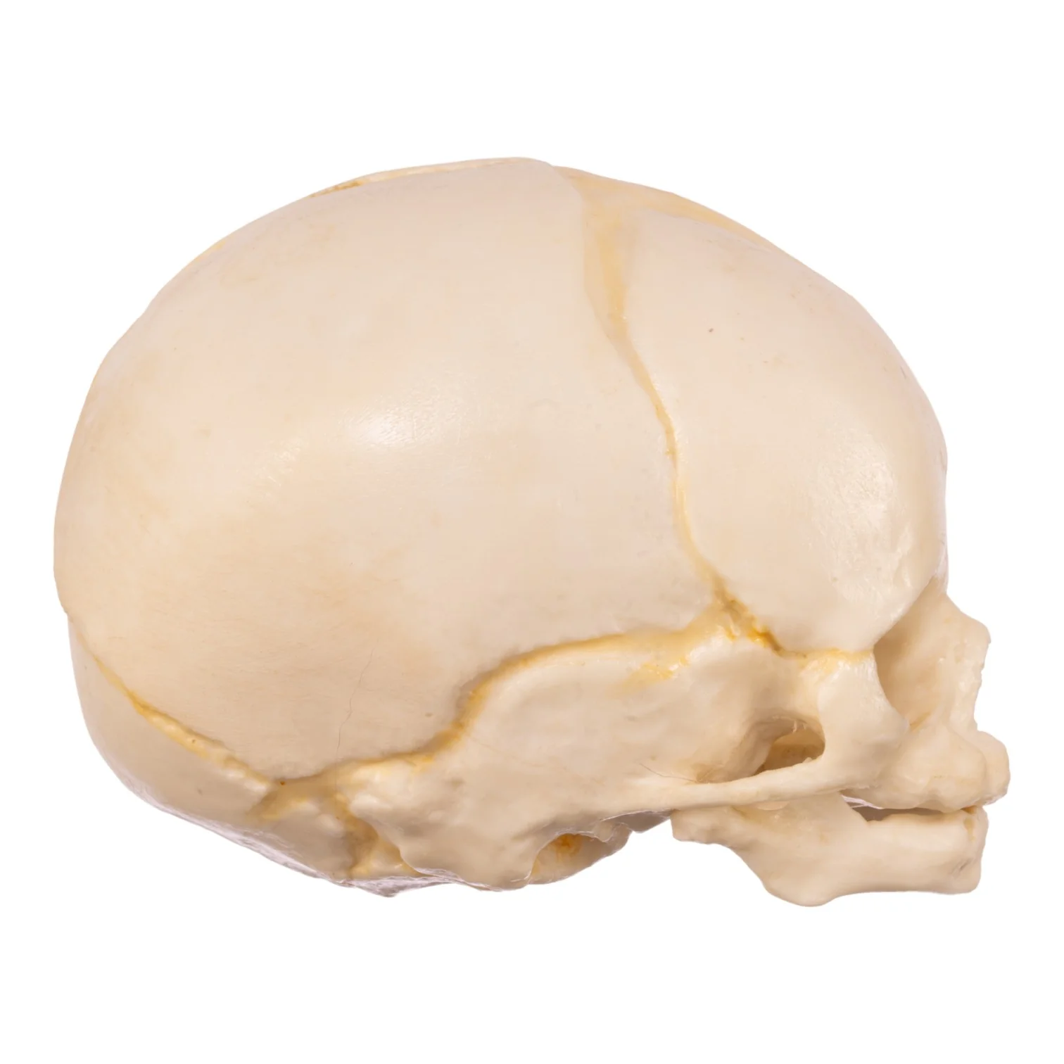 Replica Human Fetal Skull - 32 Weeks - Image 2