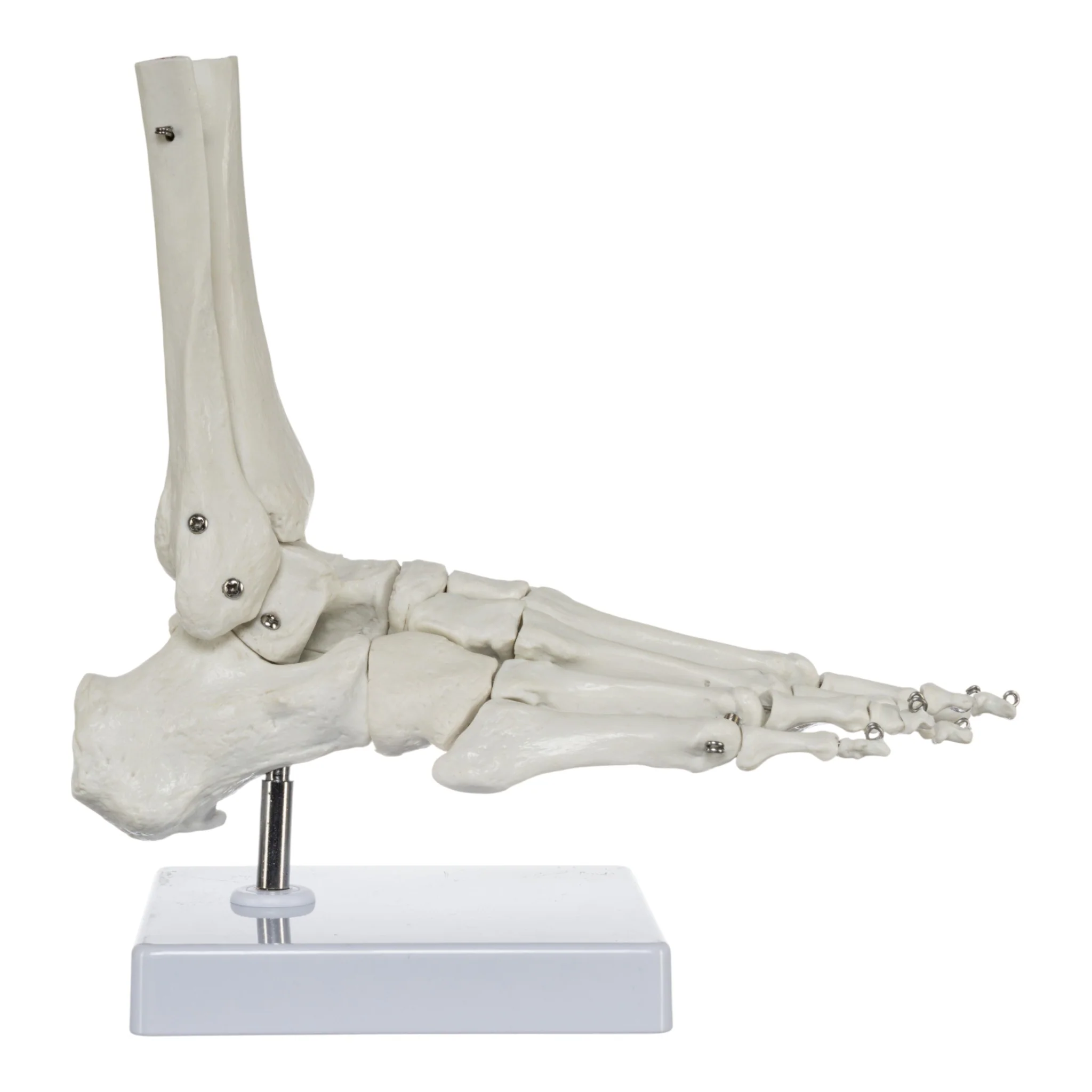 Replica Human Hand and Foot with Carrying Case - Economy - Image 4