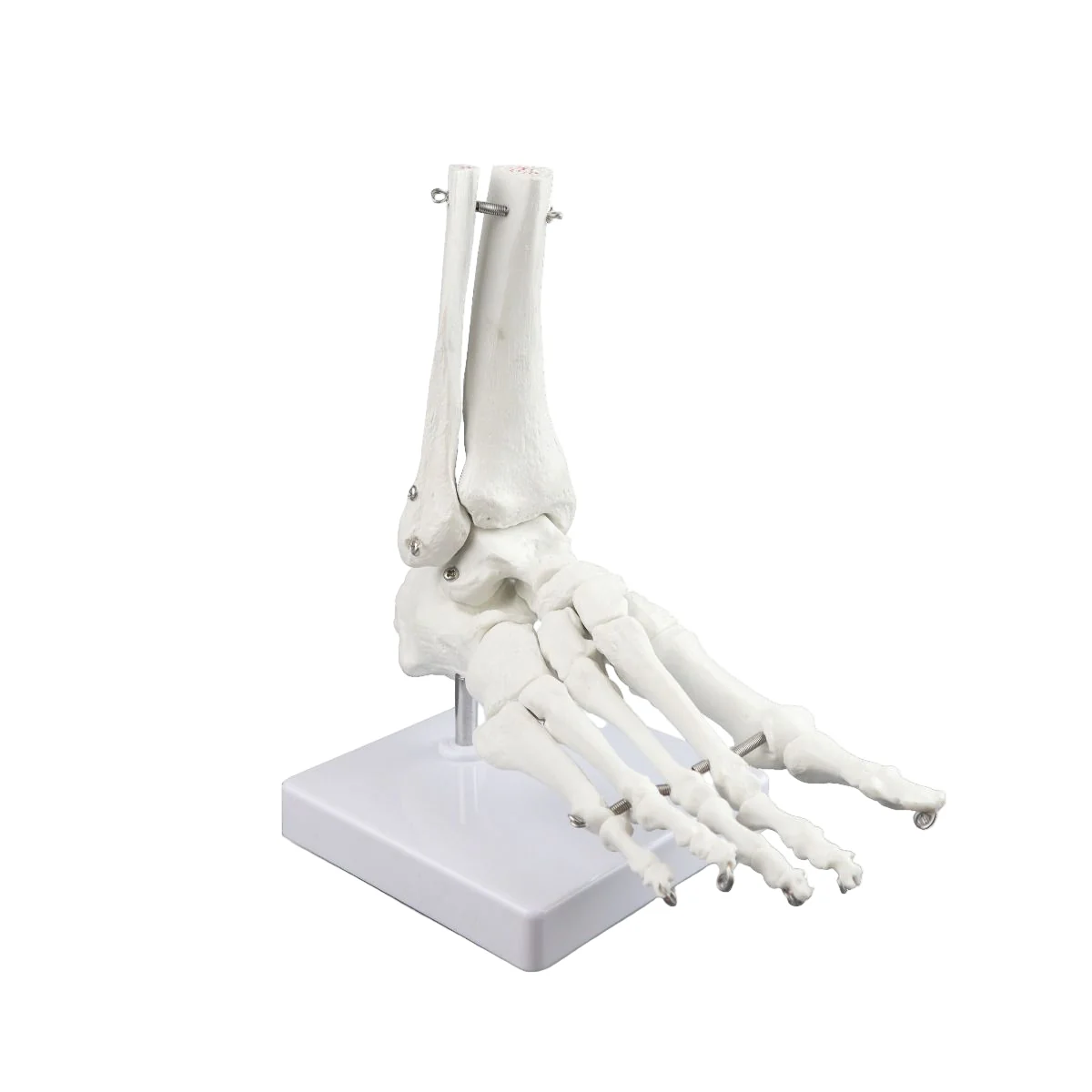 Replica Right Human Foot - Economy - Image 2