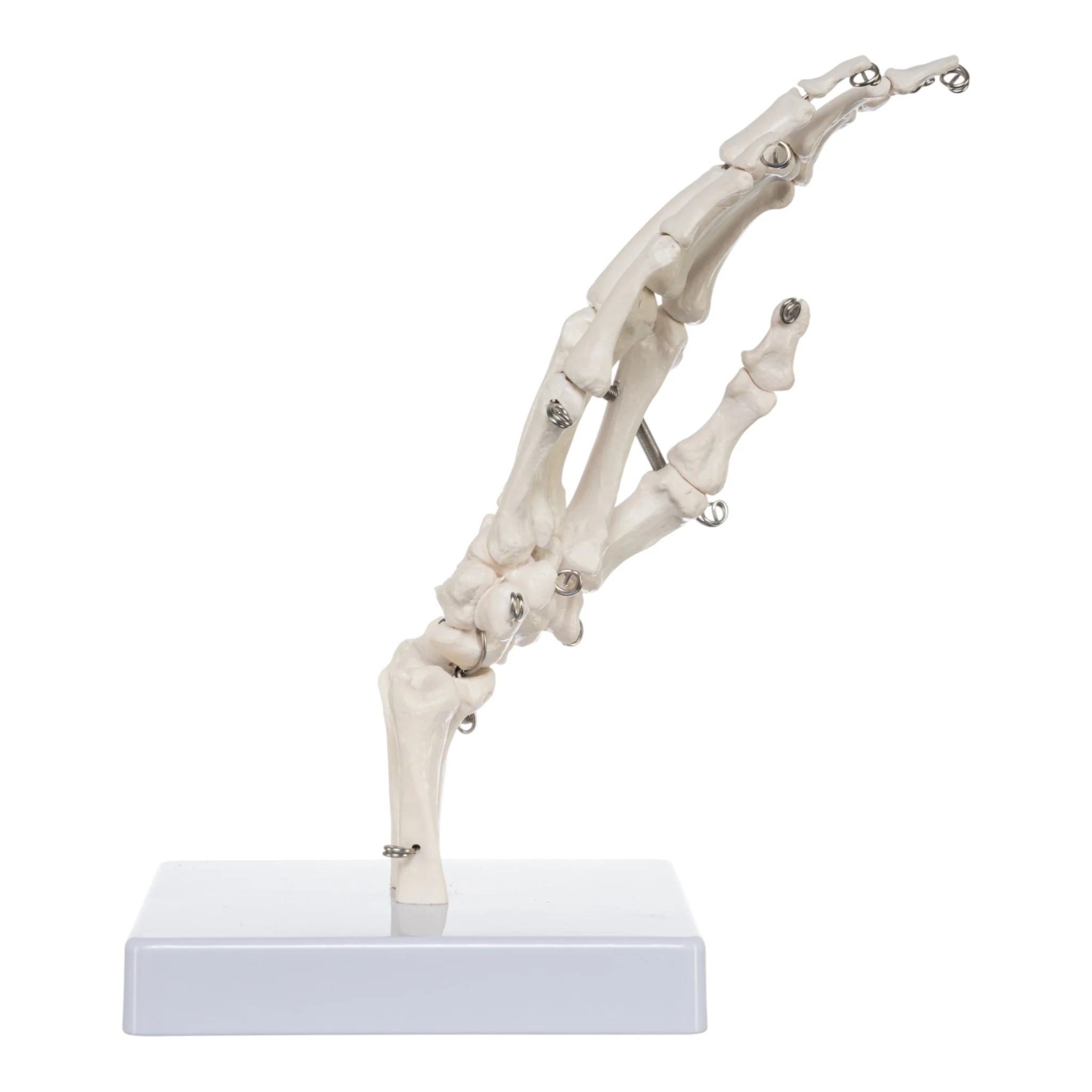 Replica Human Right Hand - Economy - Image 2