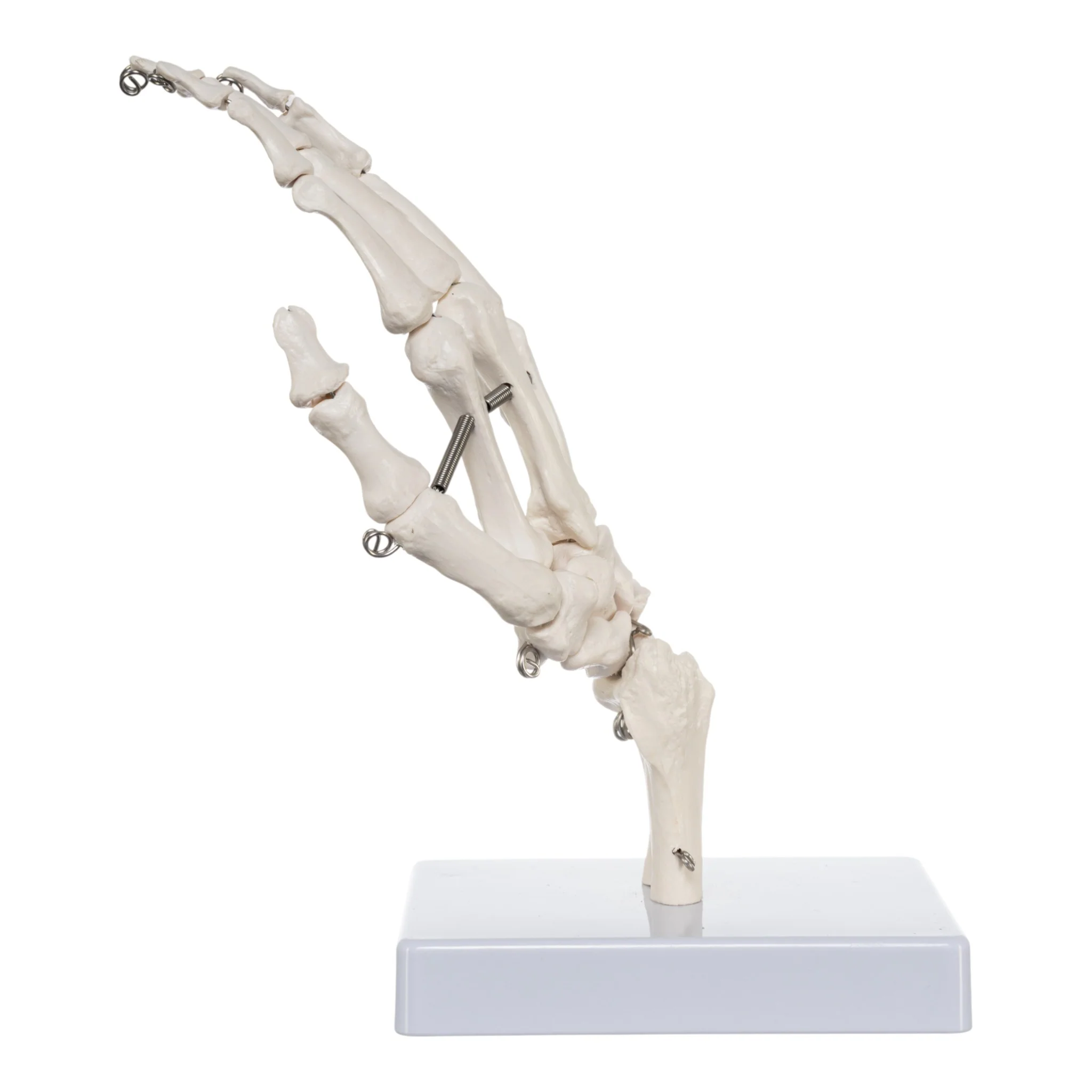 Replica Human Right Hand - Economy - Image 4
