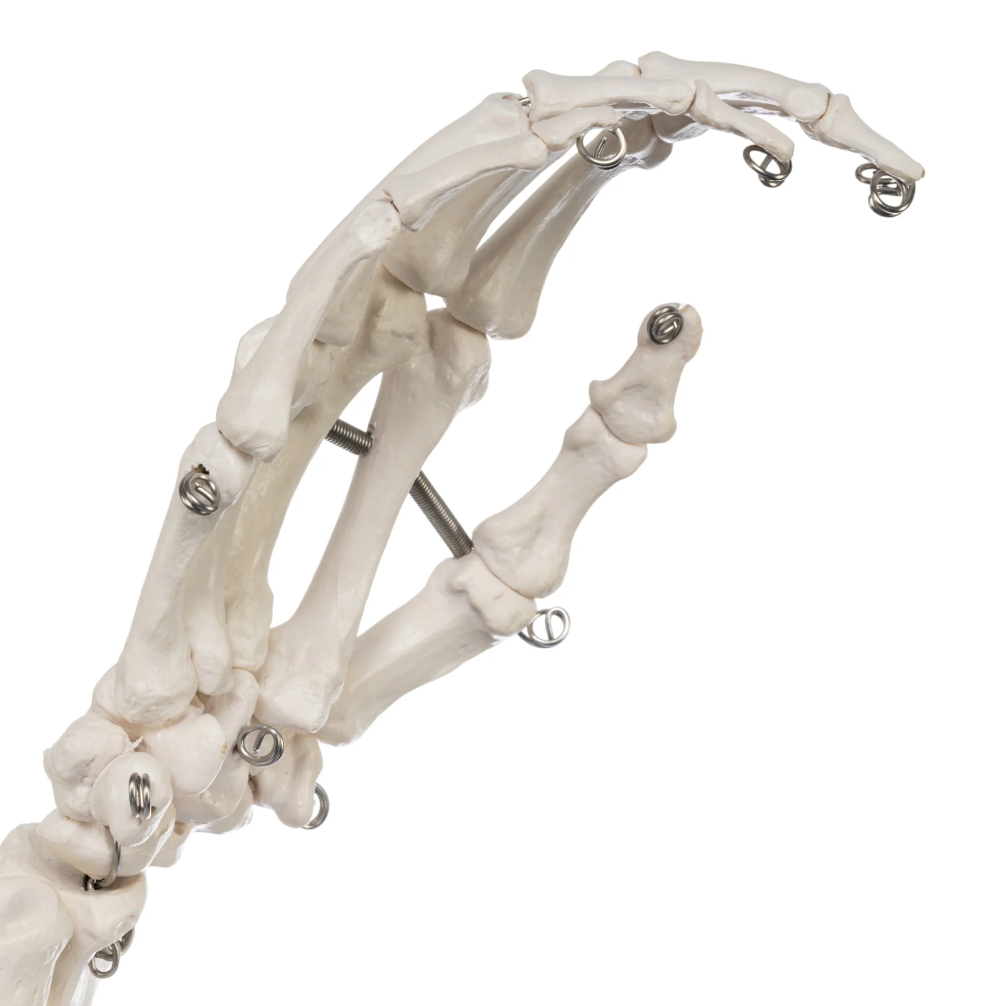 Replica Human Right Hand - Economy - Image 5