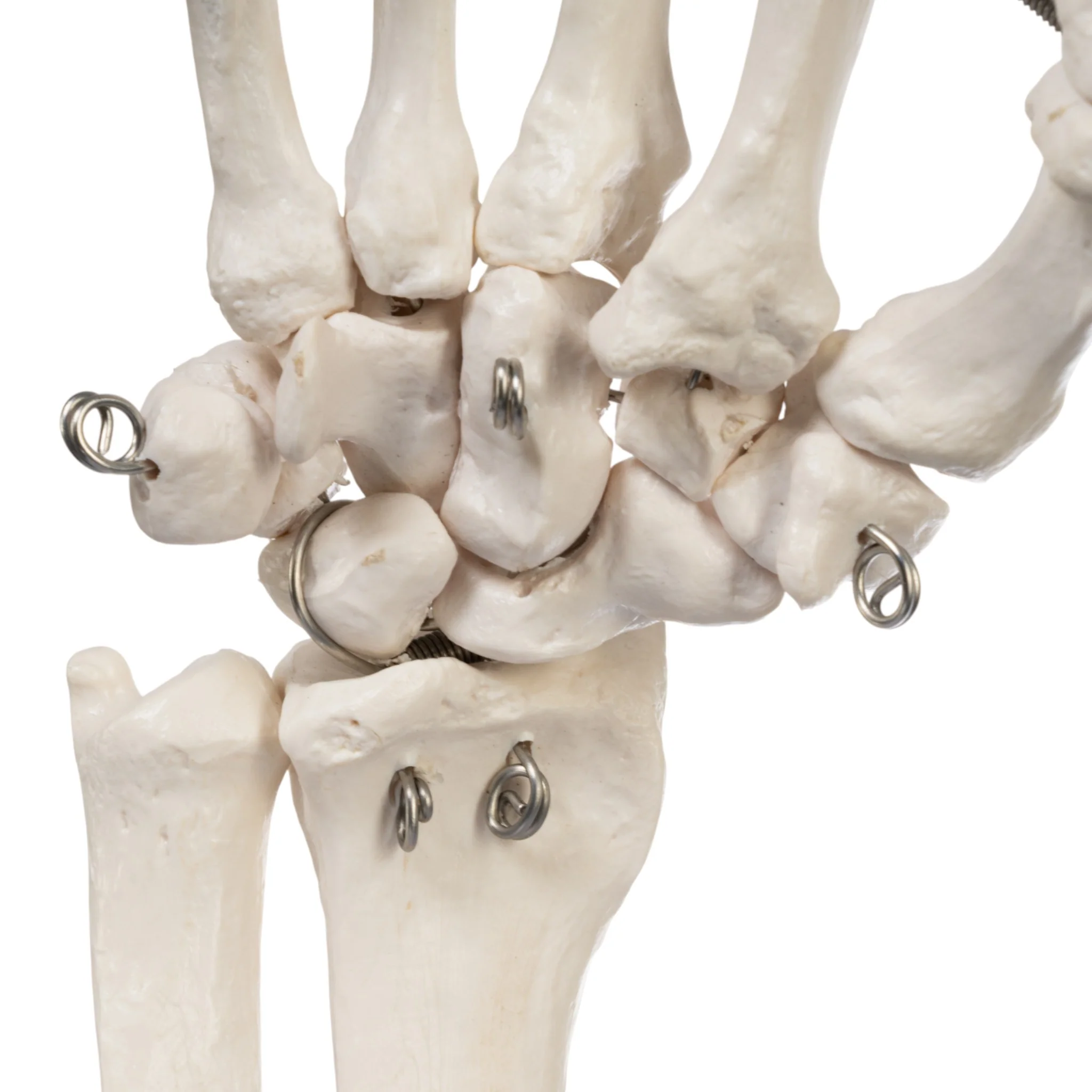 Replica Human Right Hand - Economy - Image 7