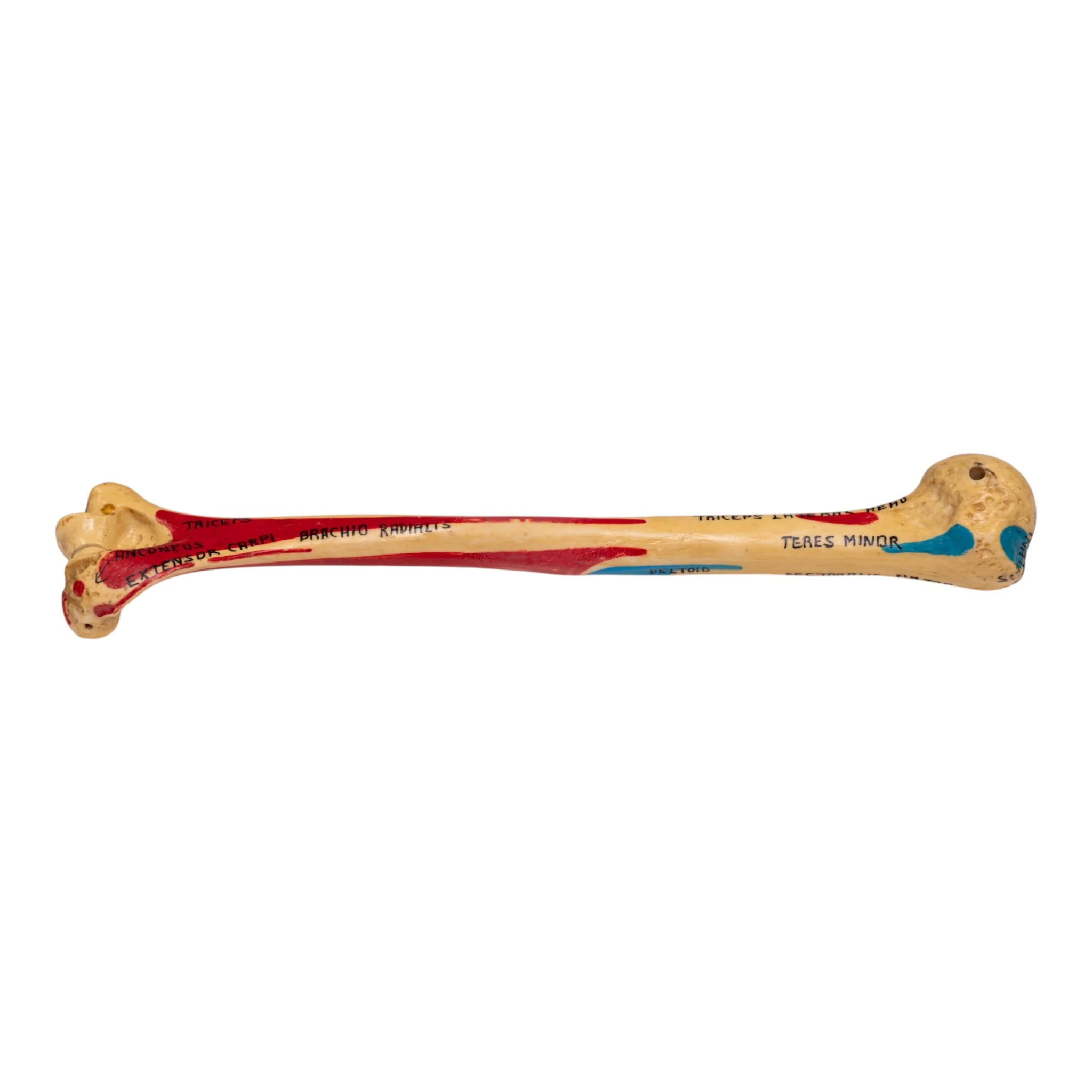 Real Human Humerus - Painted - Image 2