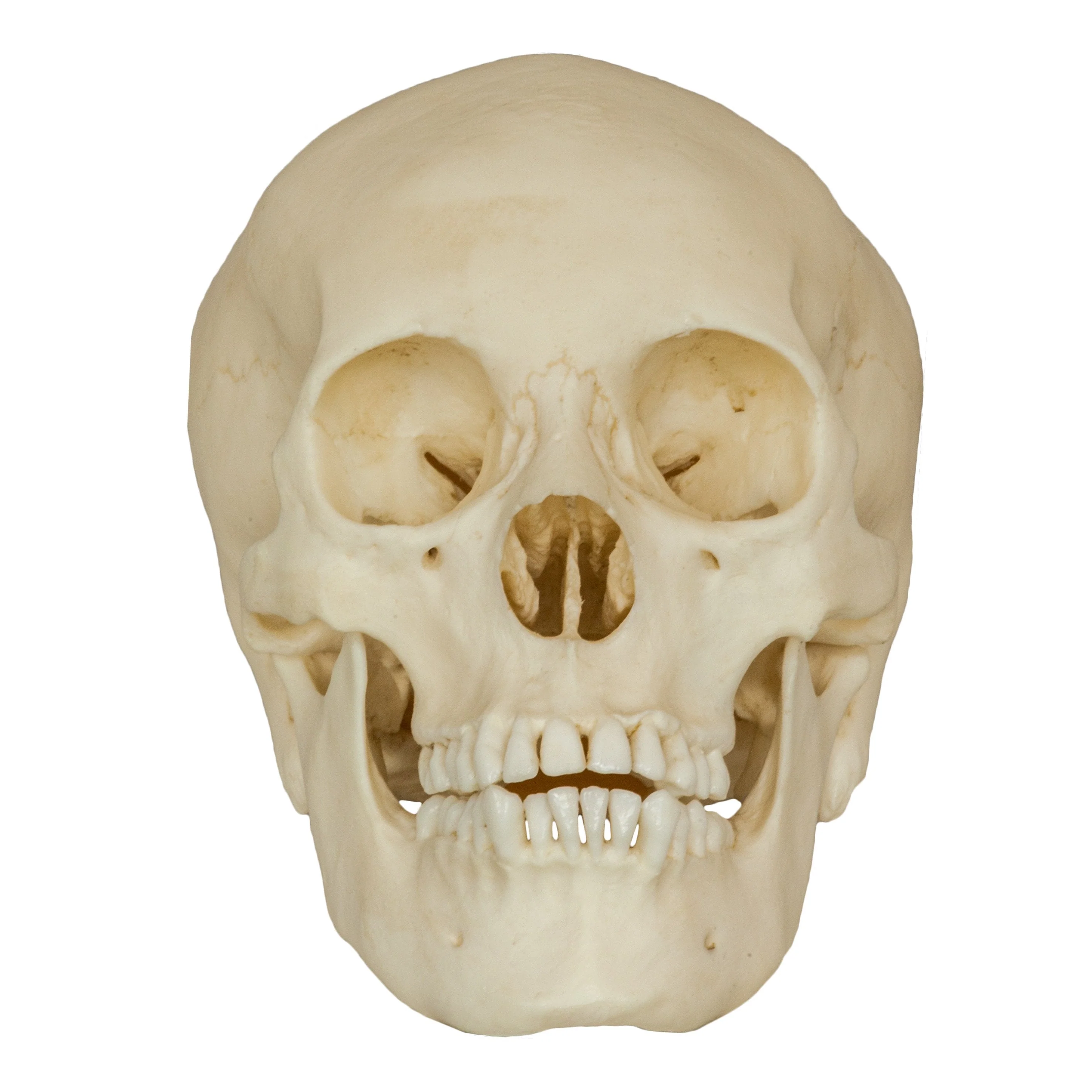 Replica Human Male Adolescent Skull - Image 3