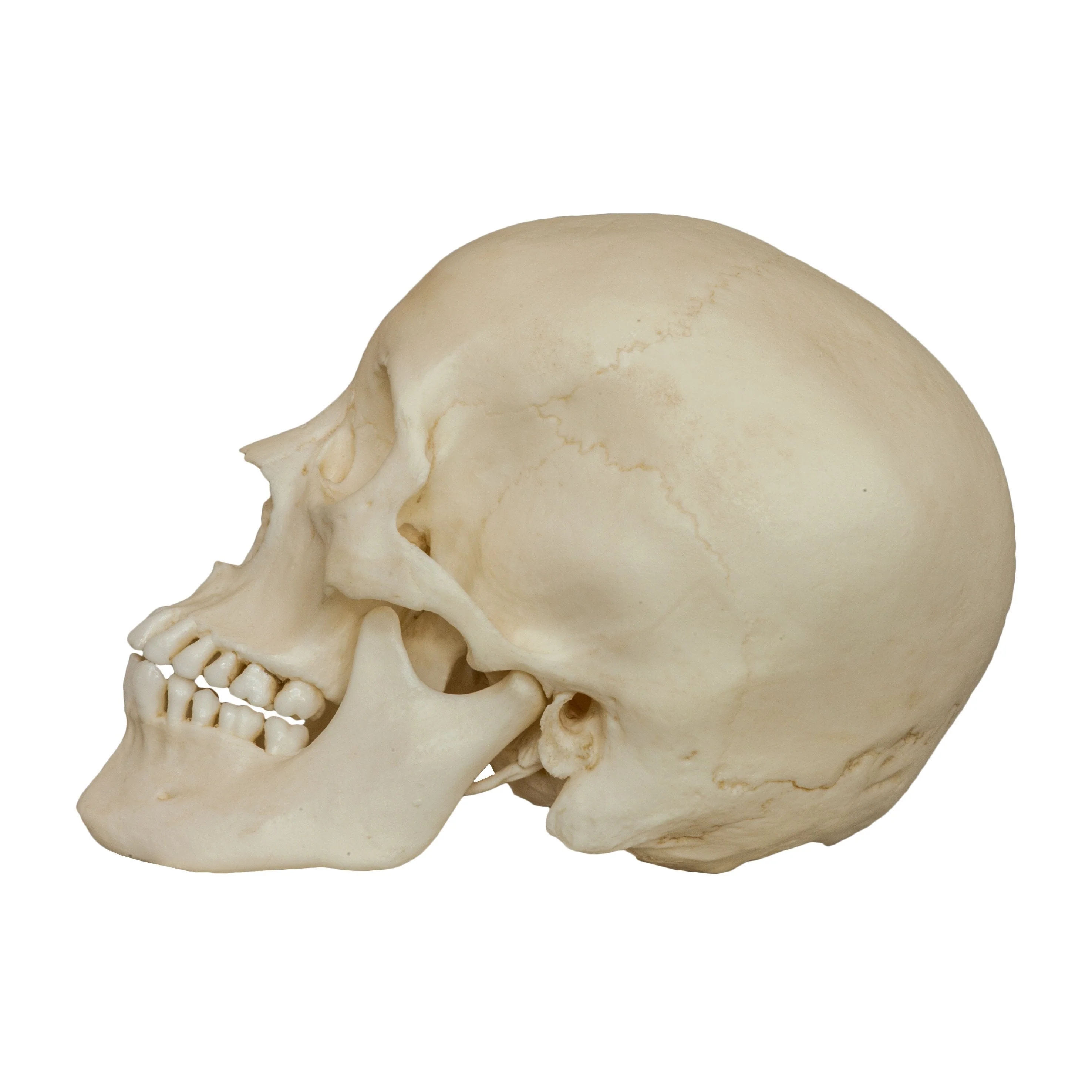 Replica Human Male Adolescent Skull - Image 4