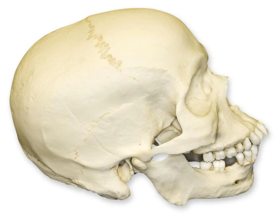 Replica Human Skull - African Male - Image 2