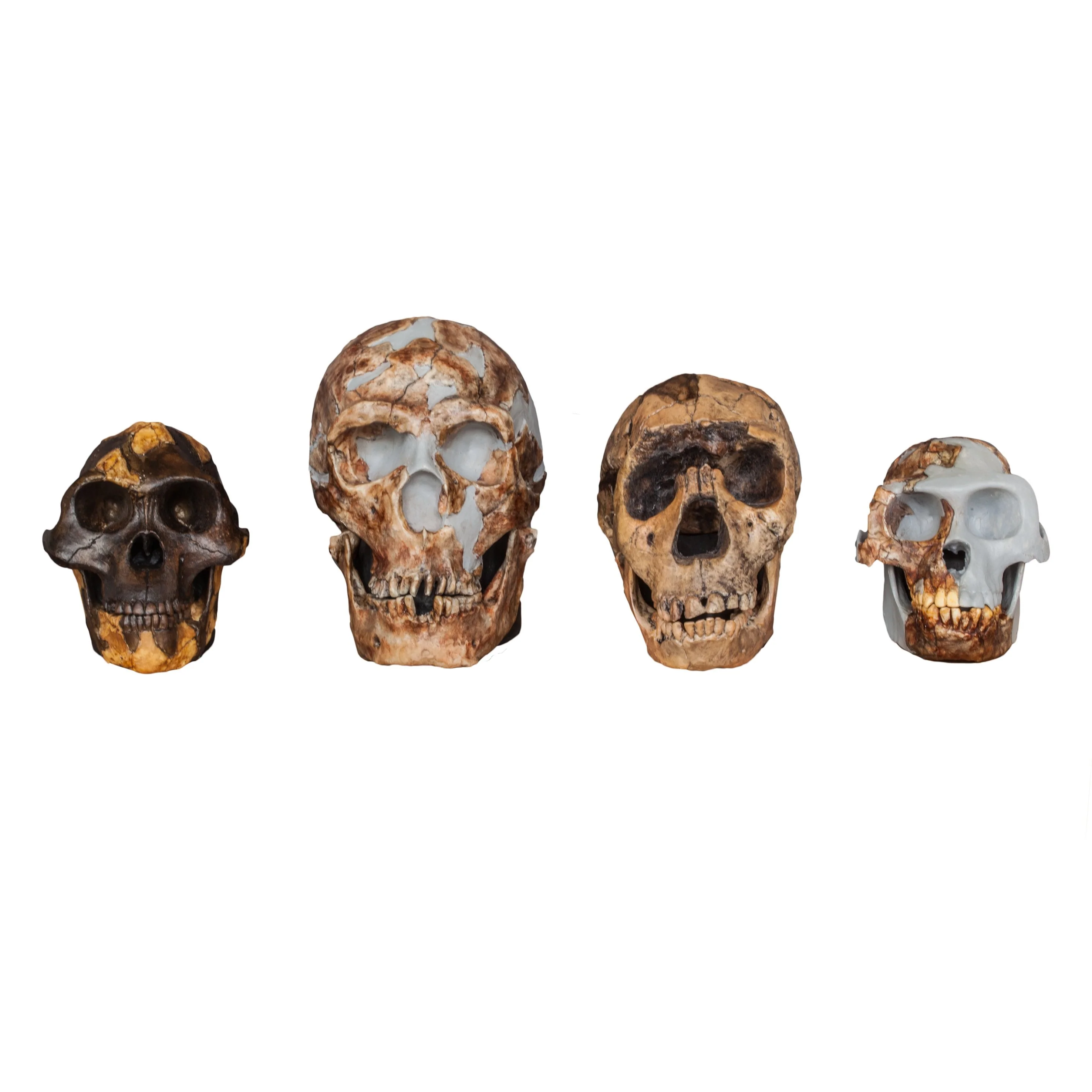 Replica Set of 4 Hominid Skulls, Half Scale - Image 3
