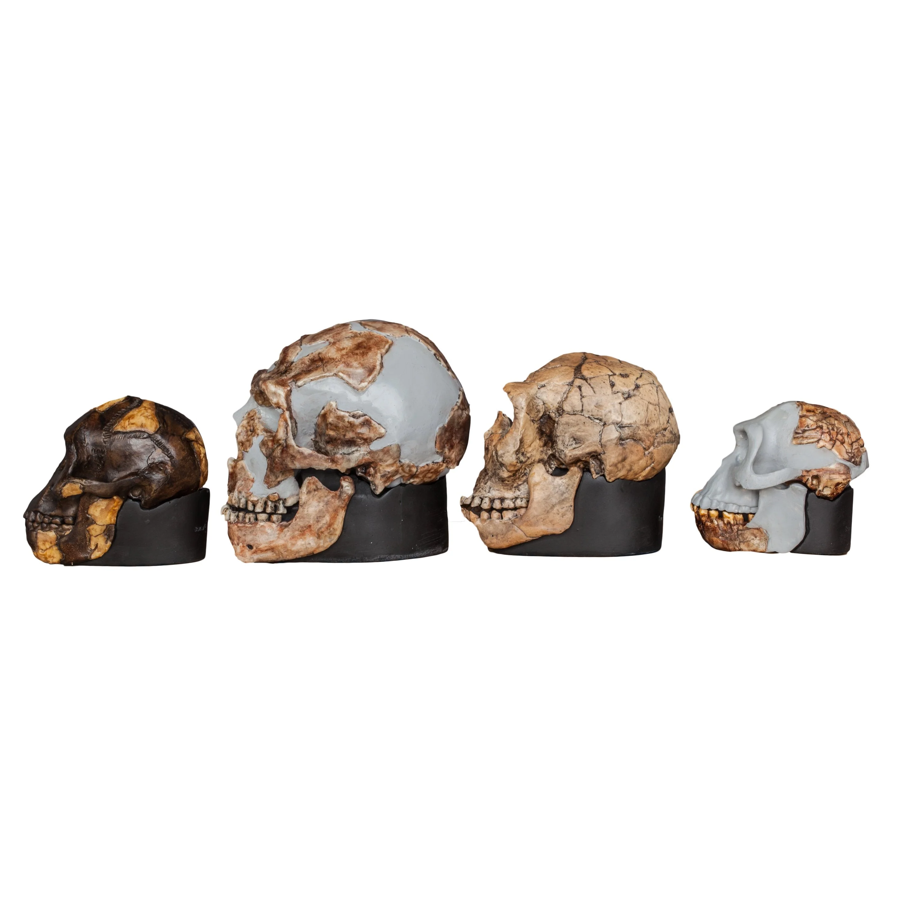 Replica Set of 4 Hominid Skulls, Half Scale - Image 4