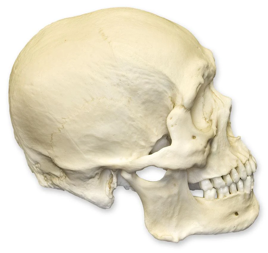 Replica Human Skull - Robust Asian Male - Image 3