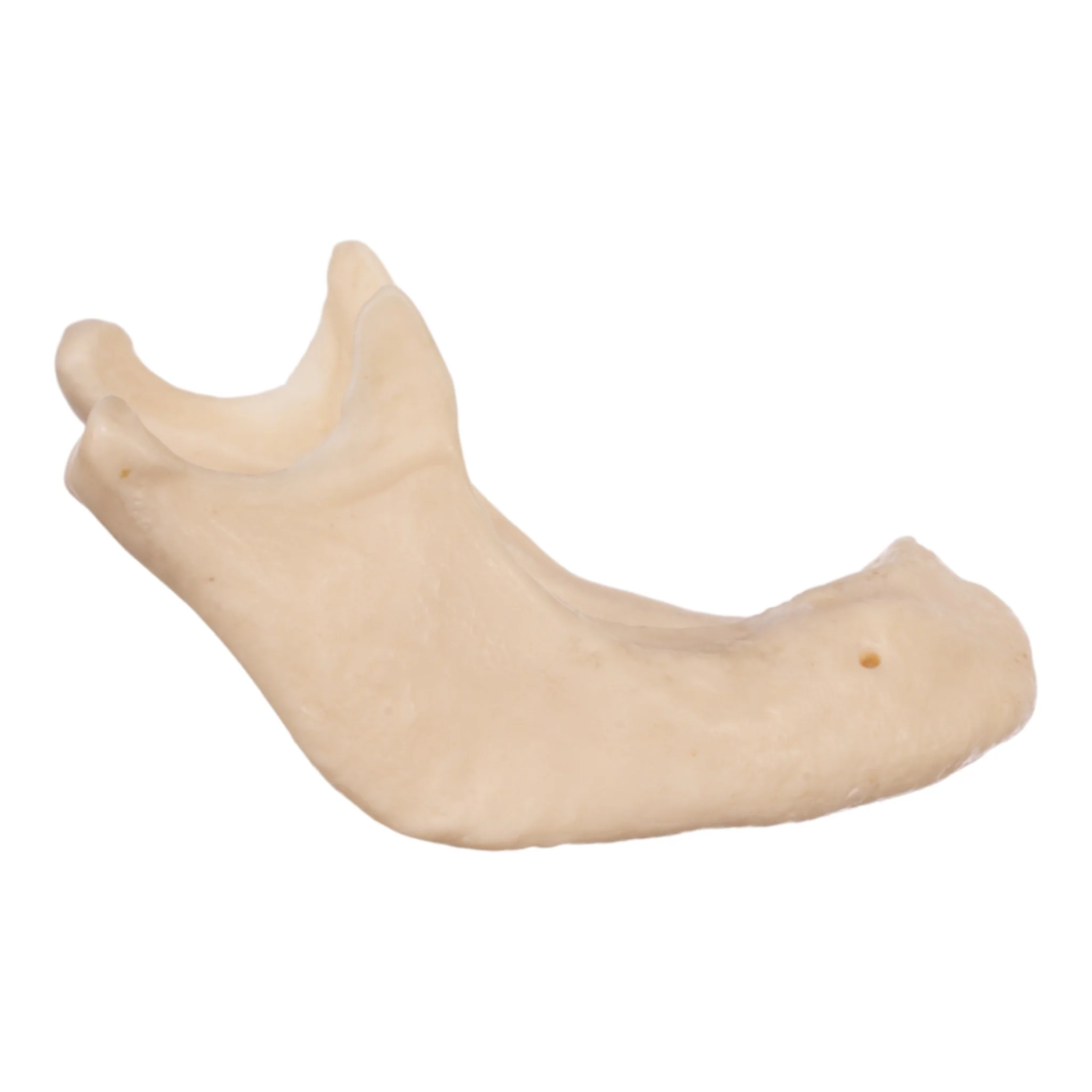 Replica Human Mandible - Image 2