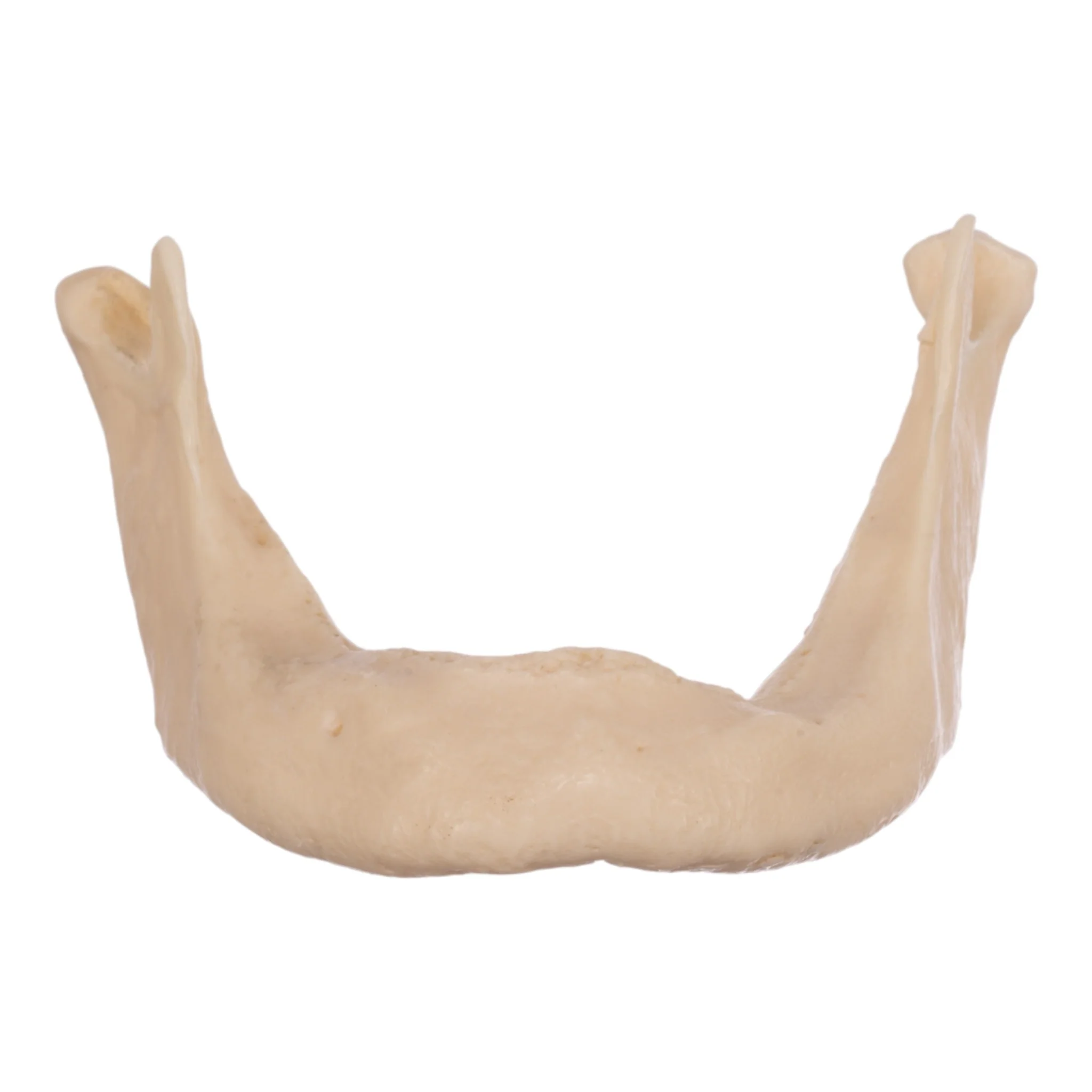 Replica Human Mandible - Image 3