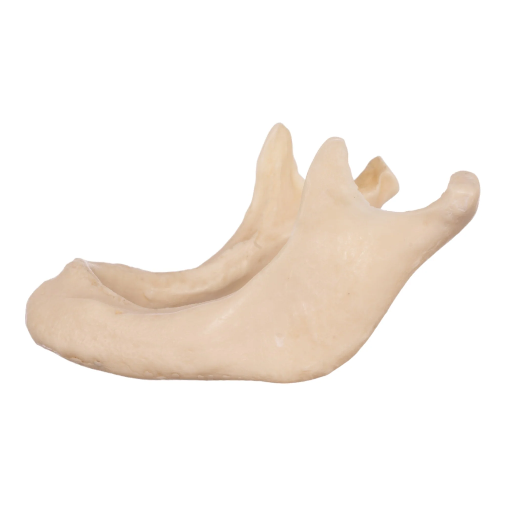 Replica Human Mandible - Image 4