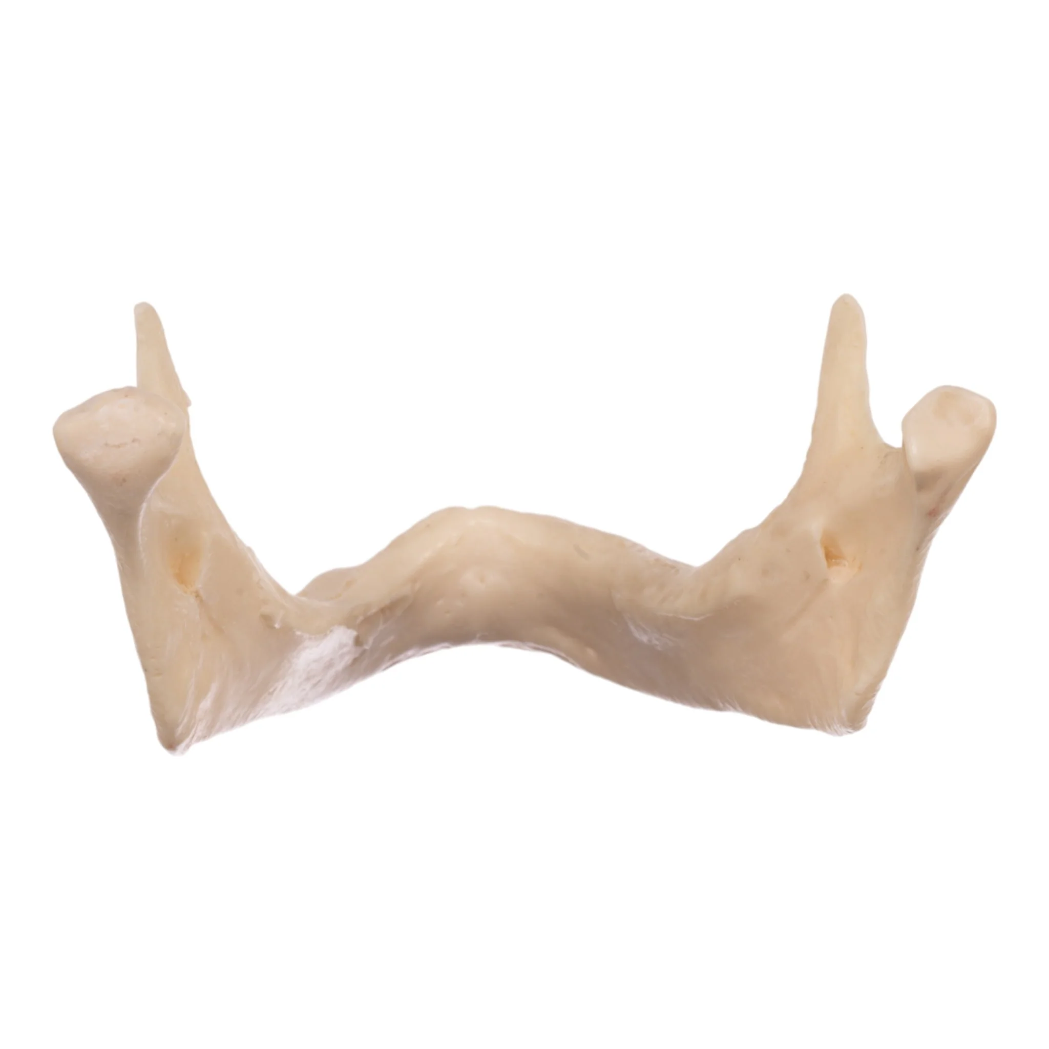 Replica Human Mandible - Image 5