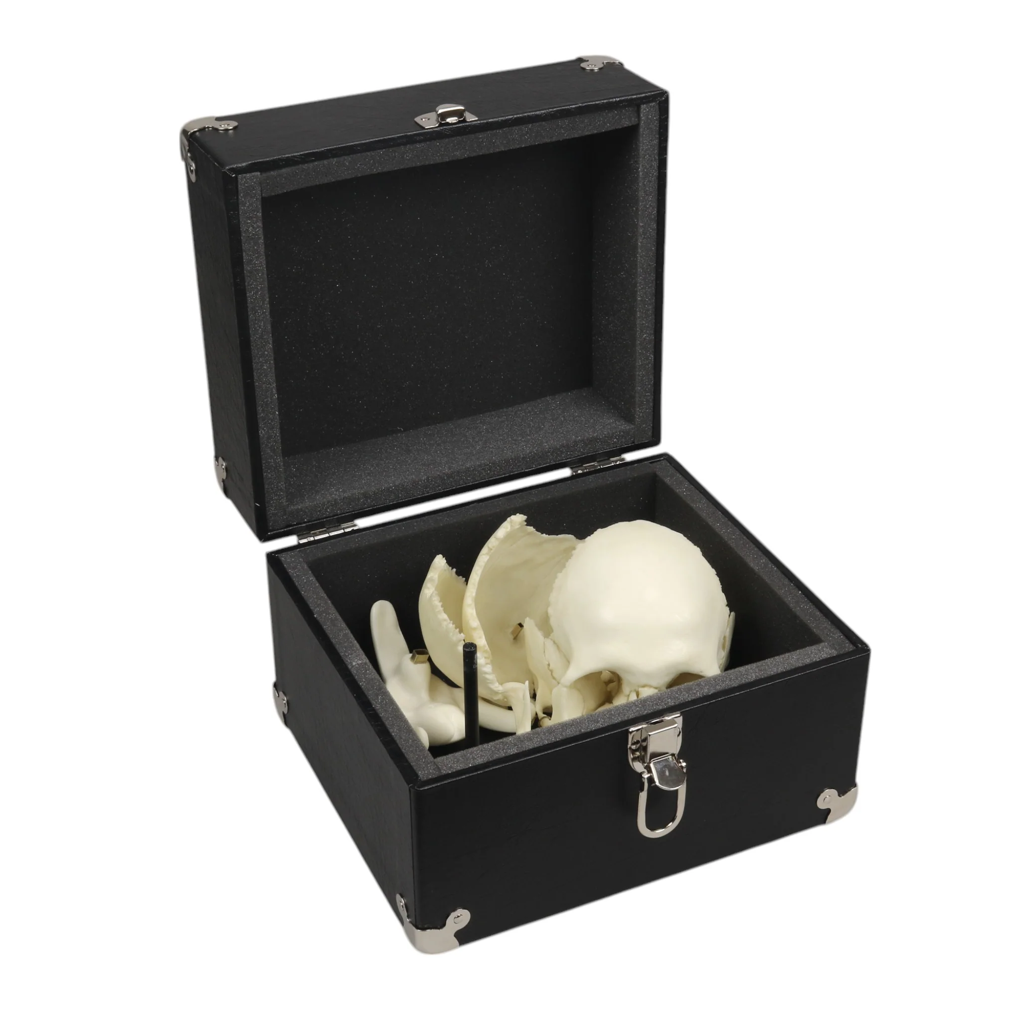 Replica Human Medical Study Skull - Articulated - Image 10