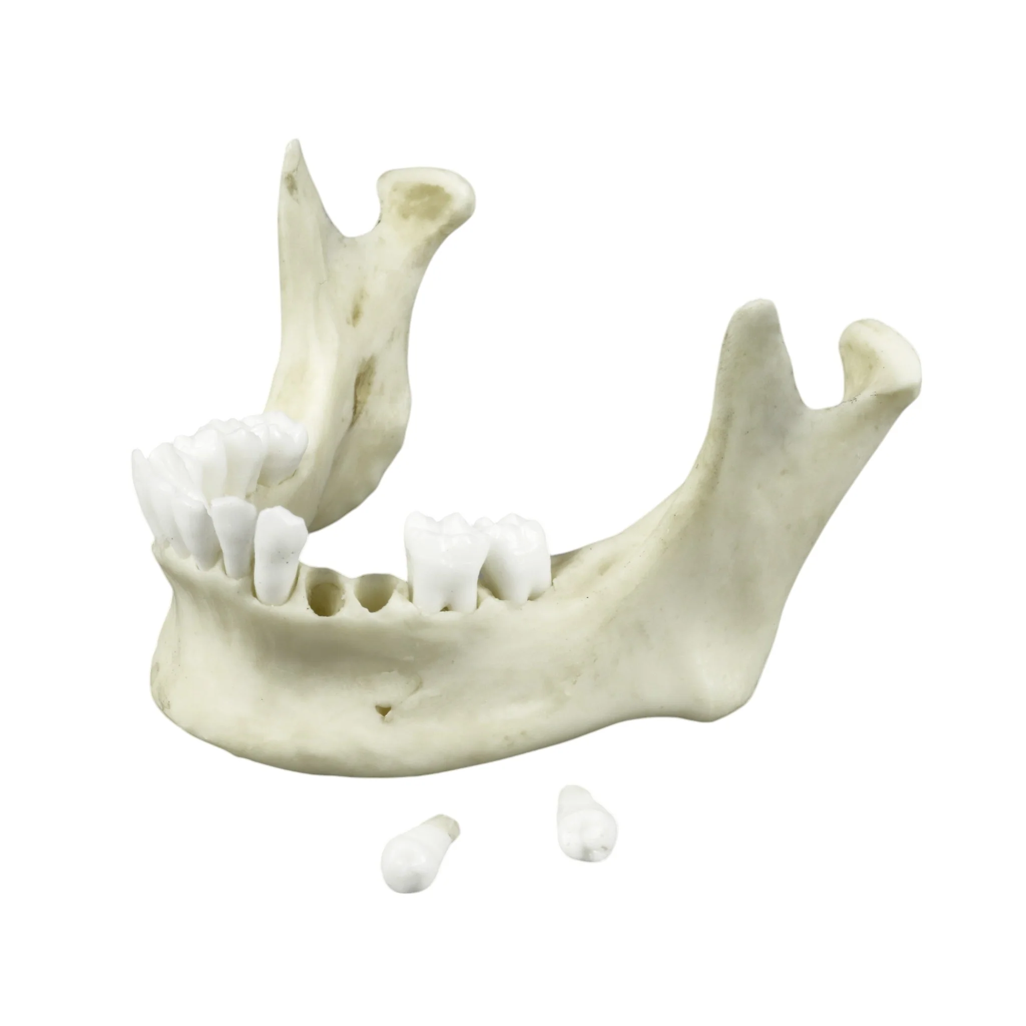 Replica Human Medical Study Skull - Articulated - Image 11
