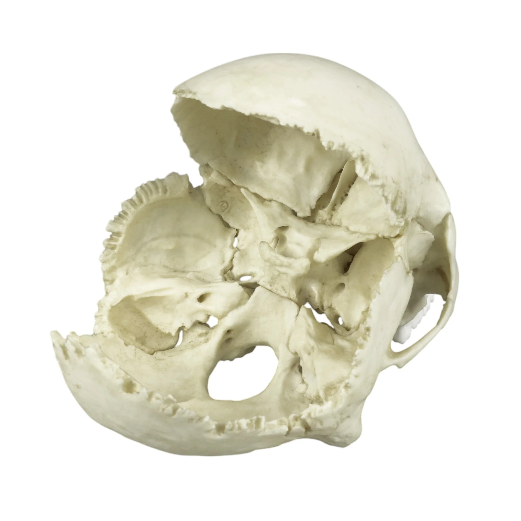 Replica Human Medical Study Skull - Articulated - Image 12